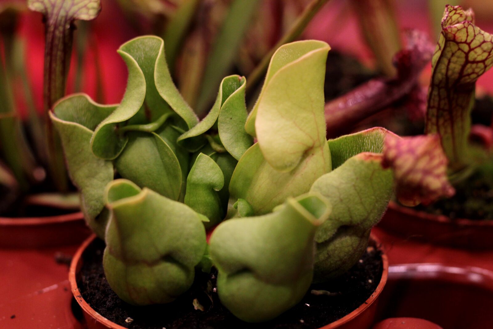 Canon EOS 600D (Rebel EOS T3i / EOS Kiss X5) sample photo. Trompetbekerplant, sarracenia, insectenlokker photography