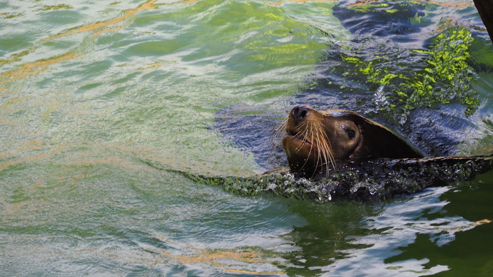 Olympus OM-D E-M10 II sample photo. Seal, animal, colorful photography