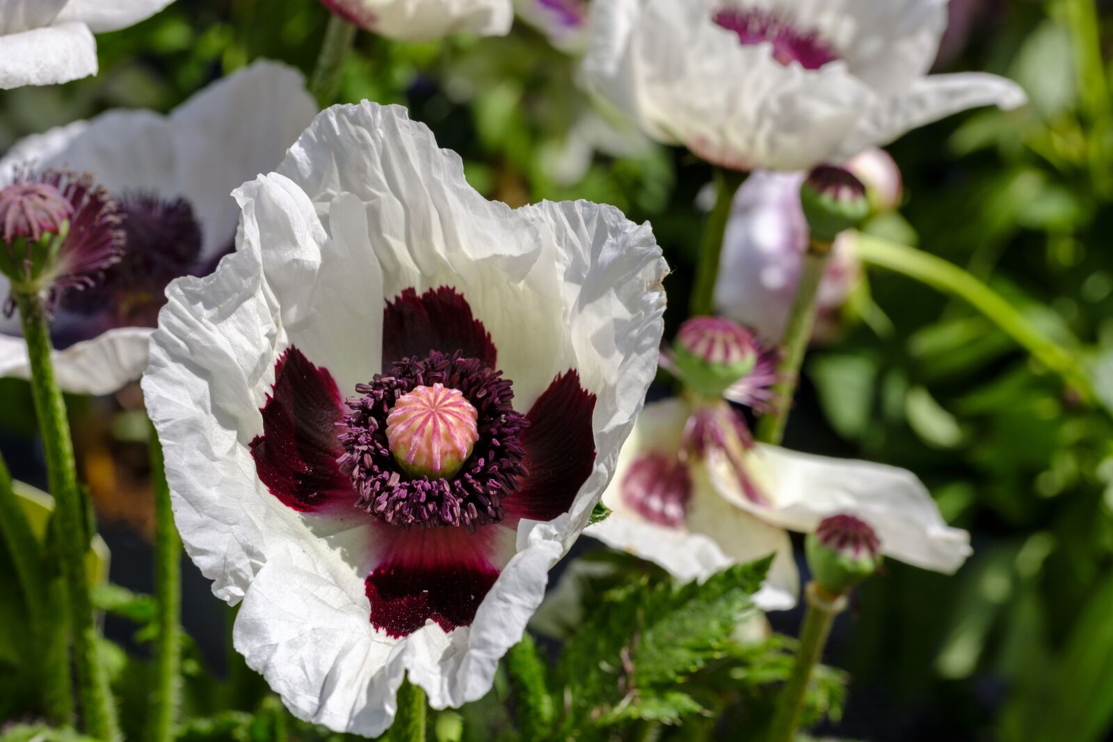 Fujifilm X-T2 + Fujifilm XF 80mm F2.8 R LM OIS WR Macro sample photo. Poppy, turkish poppy, oriental photography