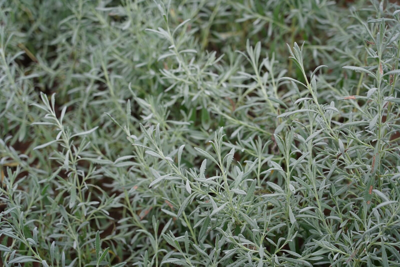 Sony FE 24-105mm F4 G OSS sample photo. Green, pool, plants photography