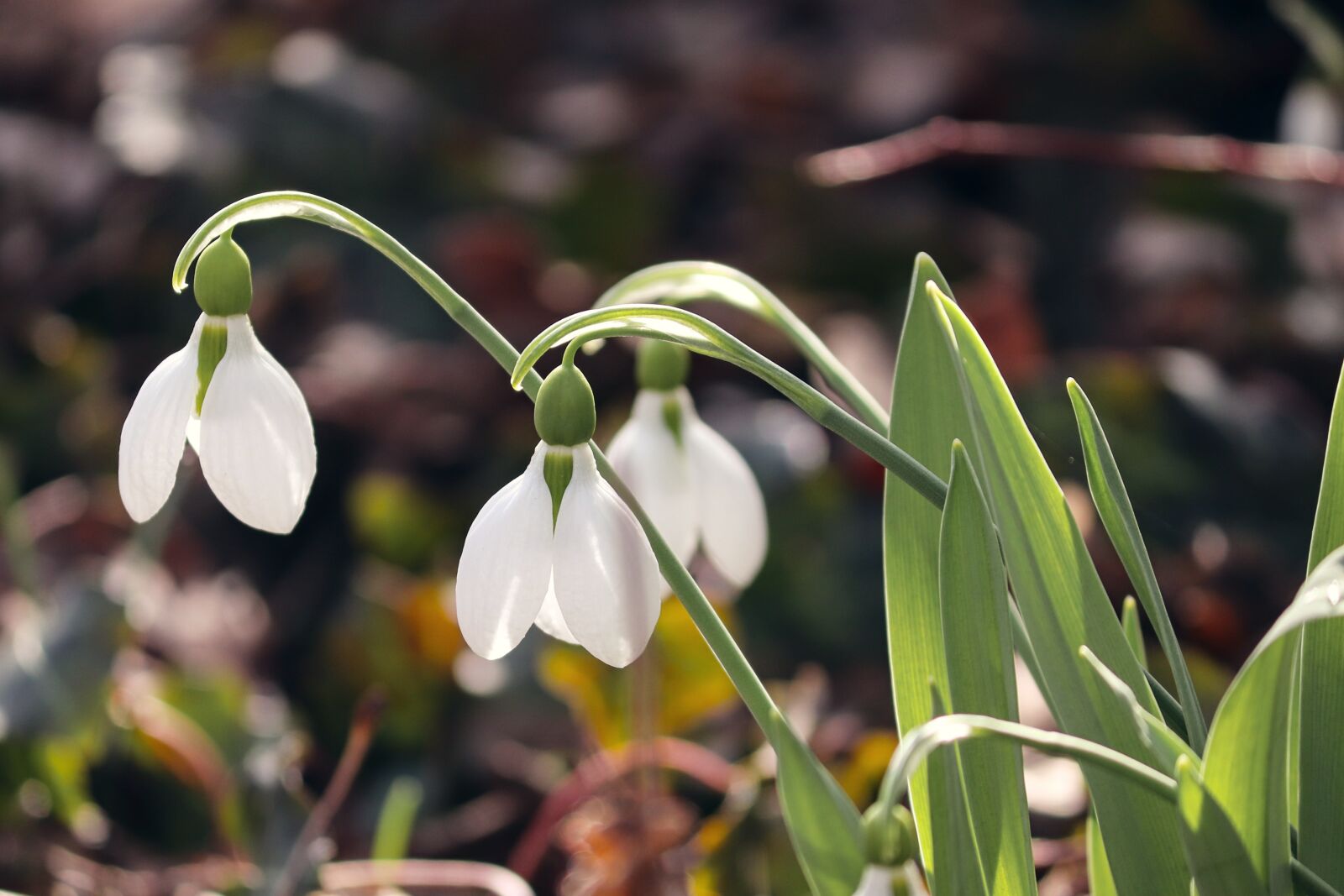 Canon EOS 200D (EOS Rebel SL2 / EOS Kiss X9) sample photo. Snowdrop, spring, signs of photography