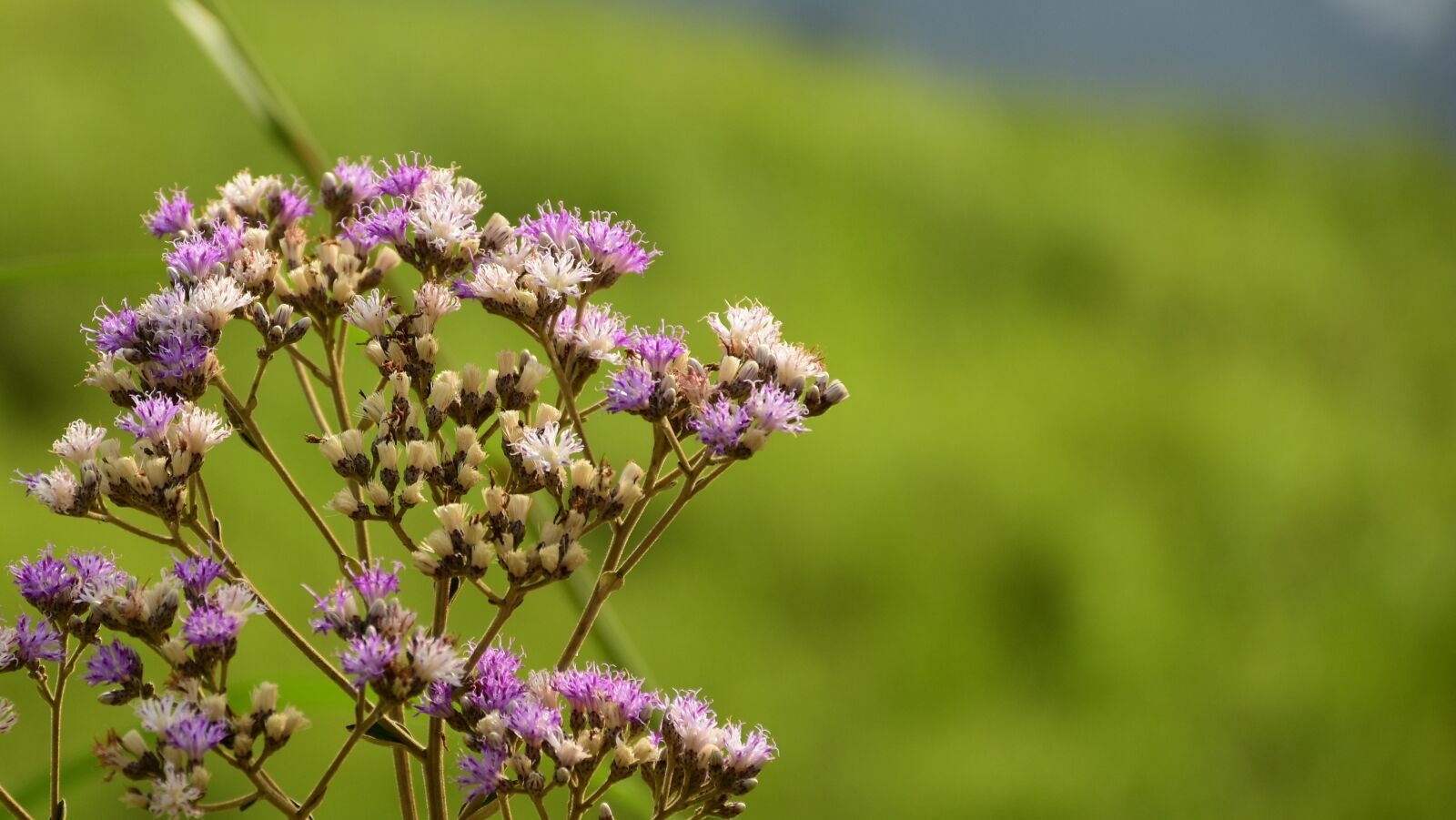 Nikon D5500 sample photo. Mountain flower, bokeh, flower photography
