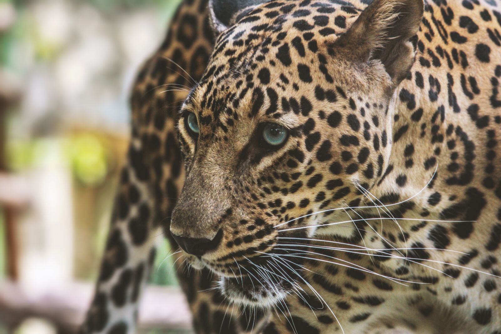 Canon EOS 700D (EOS Rebel T5i / EOS Kiss X7i) sample photo. Mammal, cat, wild photography