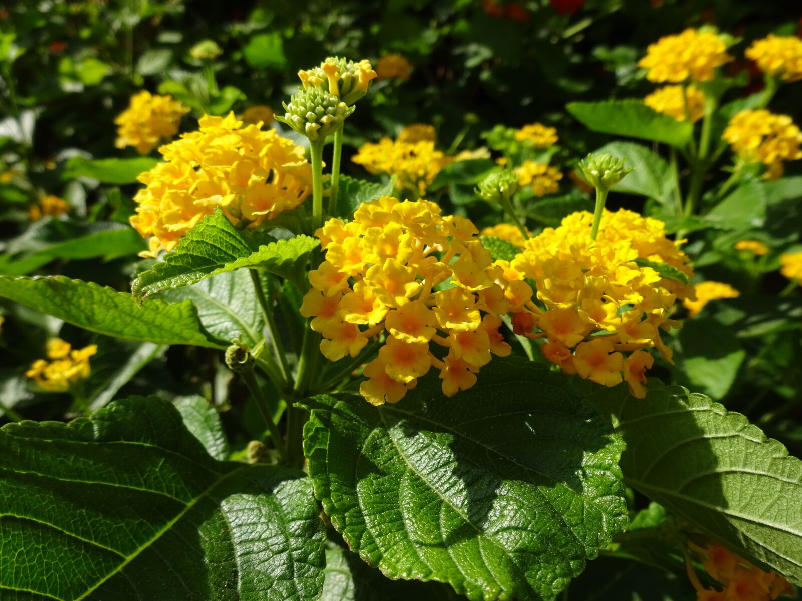Sony Cyber-shot DSC-WX350 sample photo. Flowers, yellow, summer photography