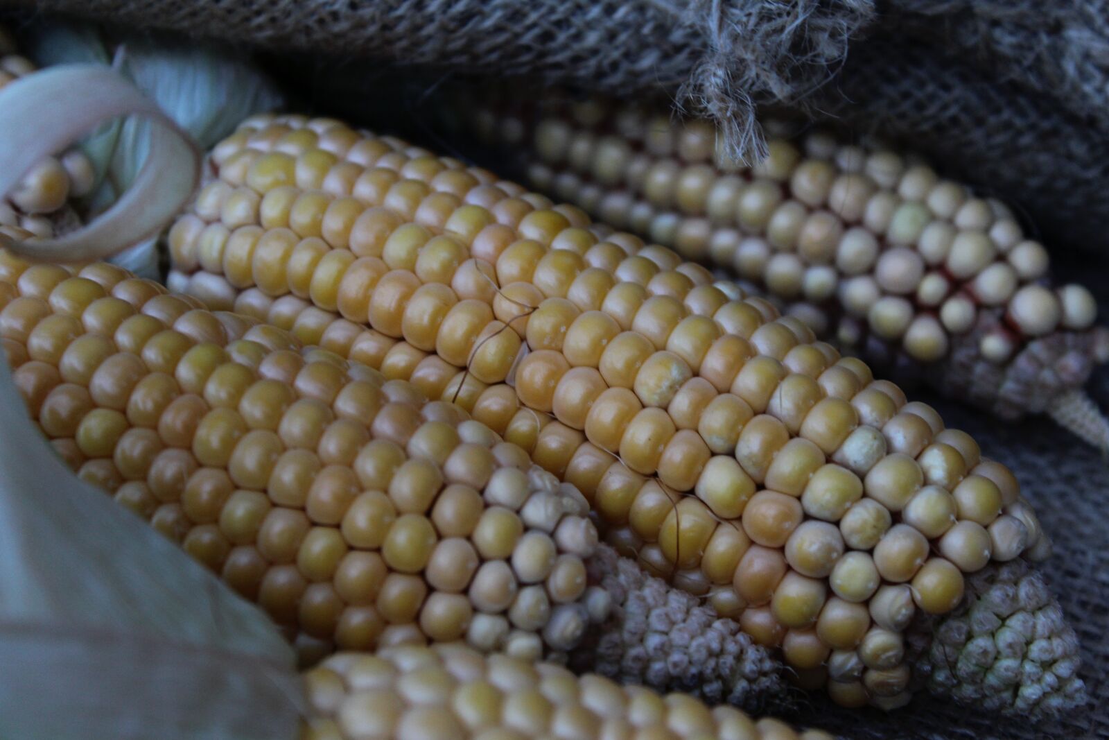 Canon EOS 1200D (EOS Rebel T5 / EOS Kiss X70 / EOS Hi) sample photo. Corn, vegetables, yellow photography