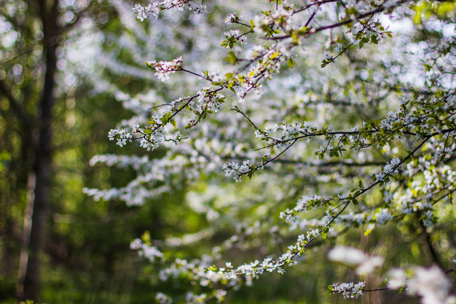 Canon EOS 600D (Rebel EOS T3i / EOS Kiss X5) + Canon EF 50mm F1.4 USM sample photo. Flower, tree, nature, cherry photography