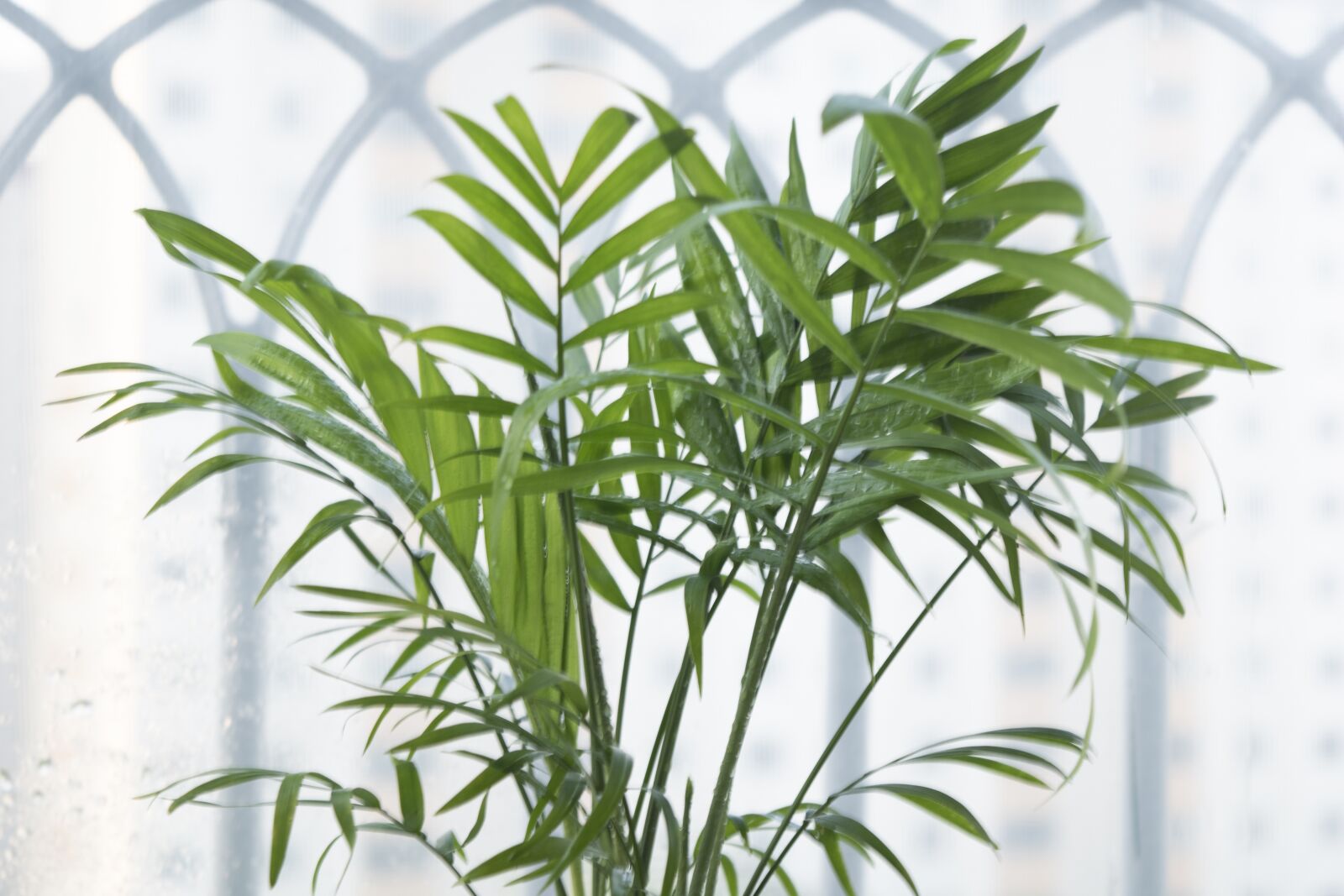 Nikon D5500 sample photo. I, plants, wood photography