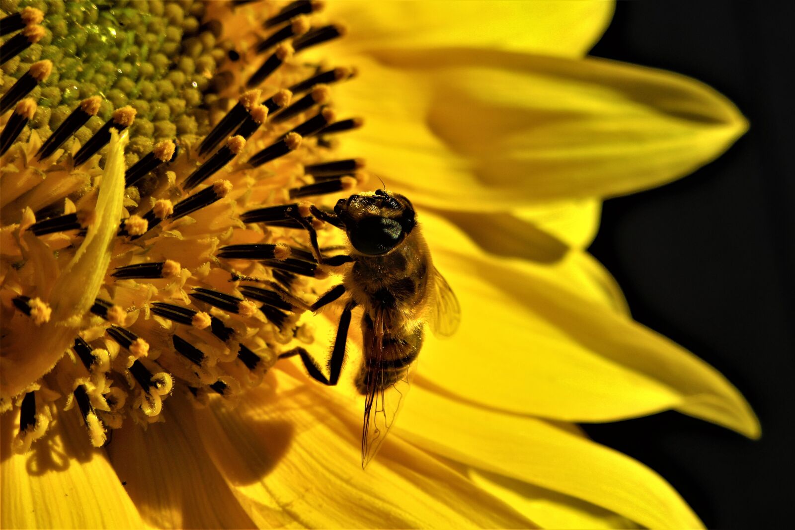 Canon PowerShot SX610 HS sample photo. Bee, bug, flower photography