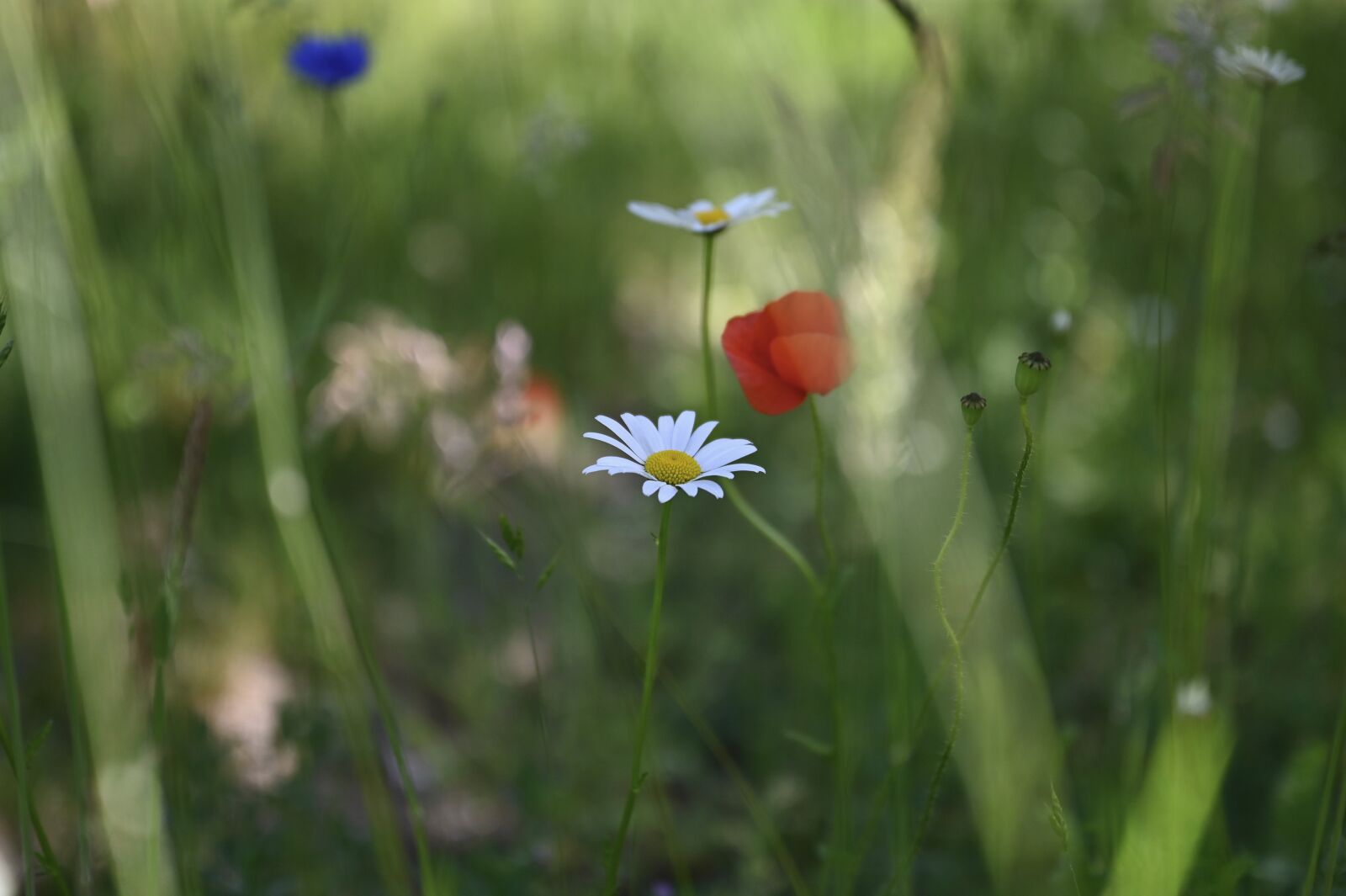 Nikon Nikkor Z 24-70mm F2.8 S sample photo. Daisy, poppy, flowers photography