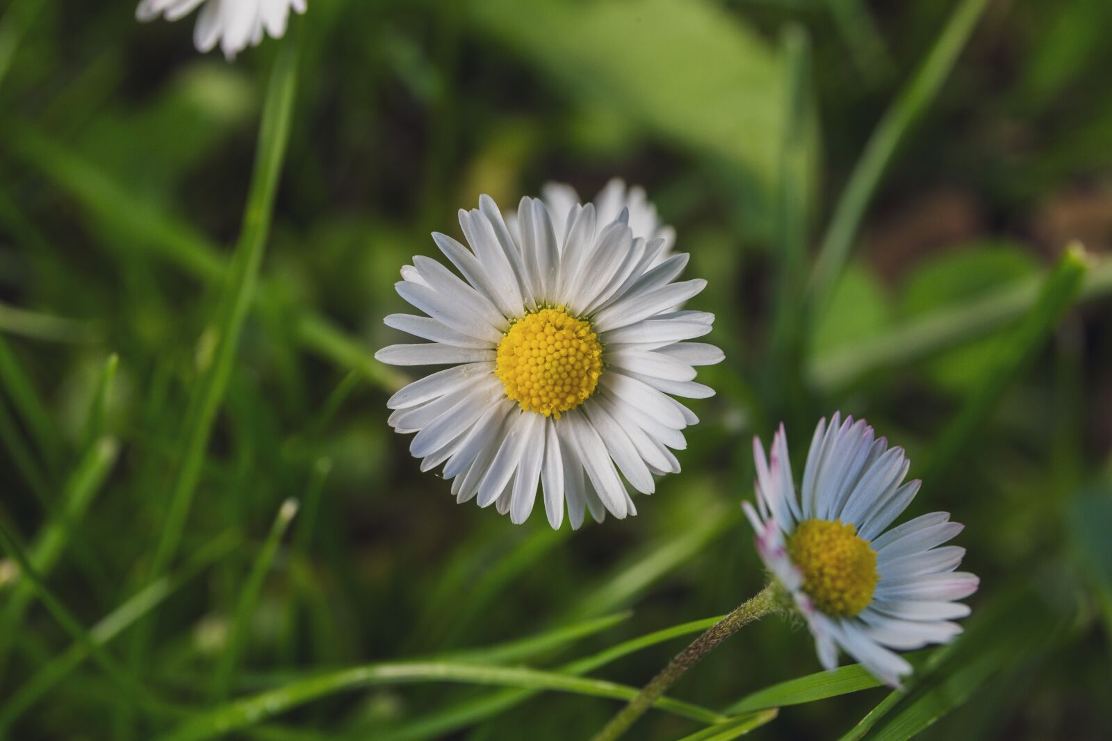 Canon EOS 6D + Canon EF 24-70mm F4L IS USM sample photo. Daisy, flower, macro photography