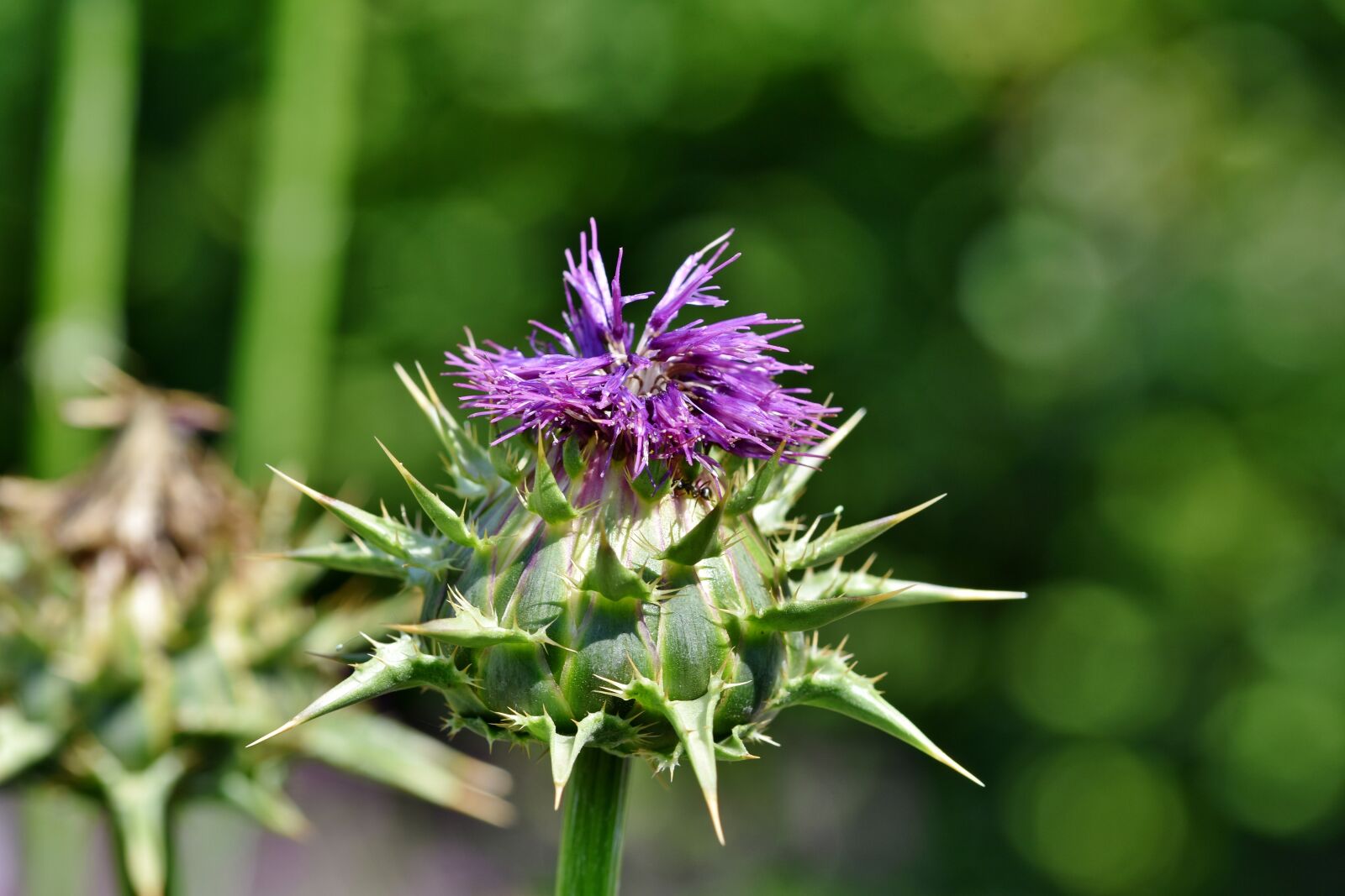 Nikon D7200 sample photo. Thistle, common donkey thistle photography