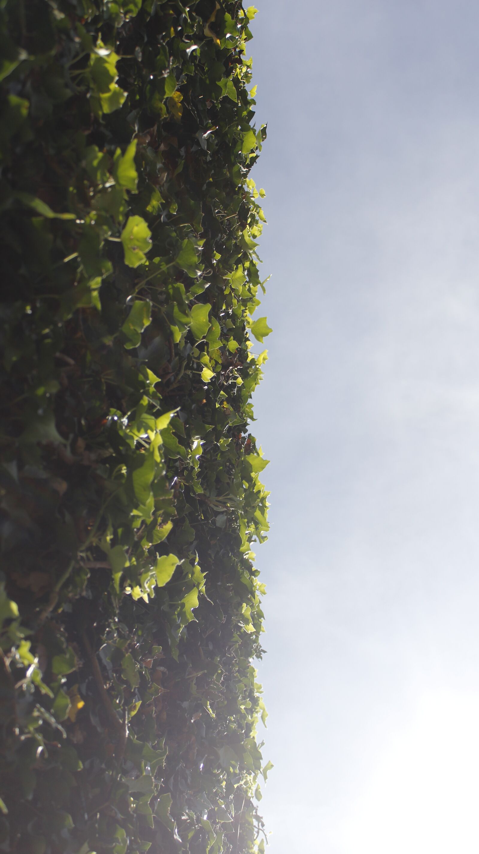 Canon EOS 600D (Rebel EOS T3i / EOS Kiss X5) sample photo. Duality, sun, sky photography