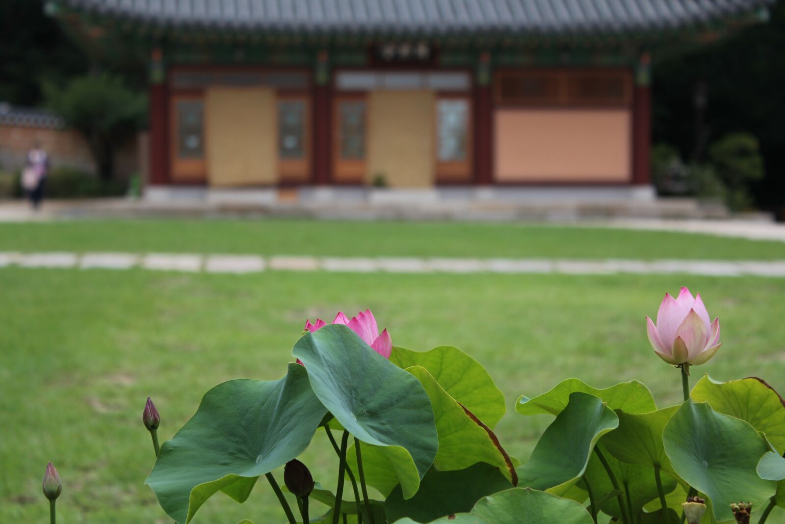 Canon EOS 550D (EOS Rebel T2i / EOS Kiss X4) sample photo. Lotus, flowers, nature photography
