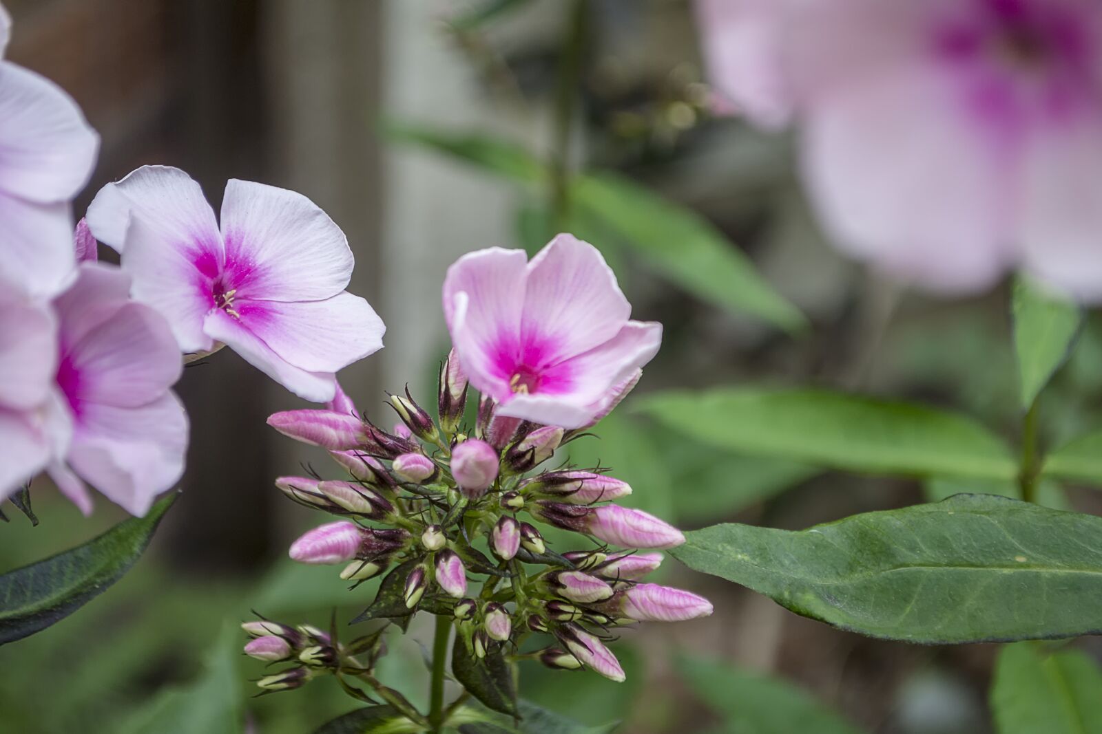 Nikon D7200 sample photo. Phlox, flowers, bloom photography