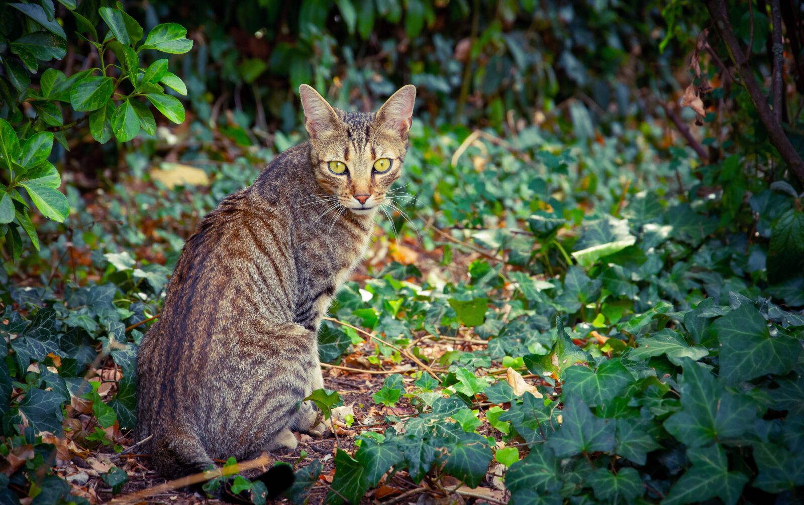 Nikon D7200 sample photo. Cat, ride, feline photography