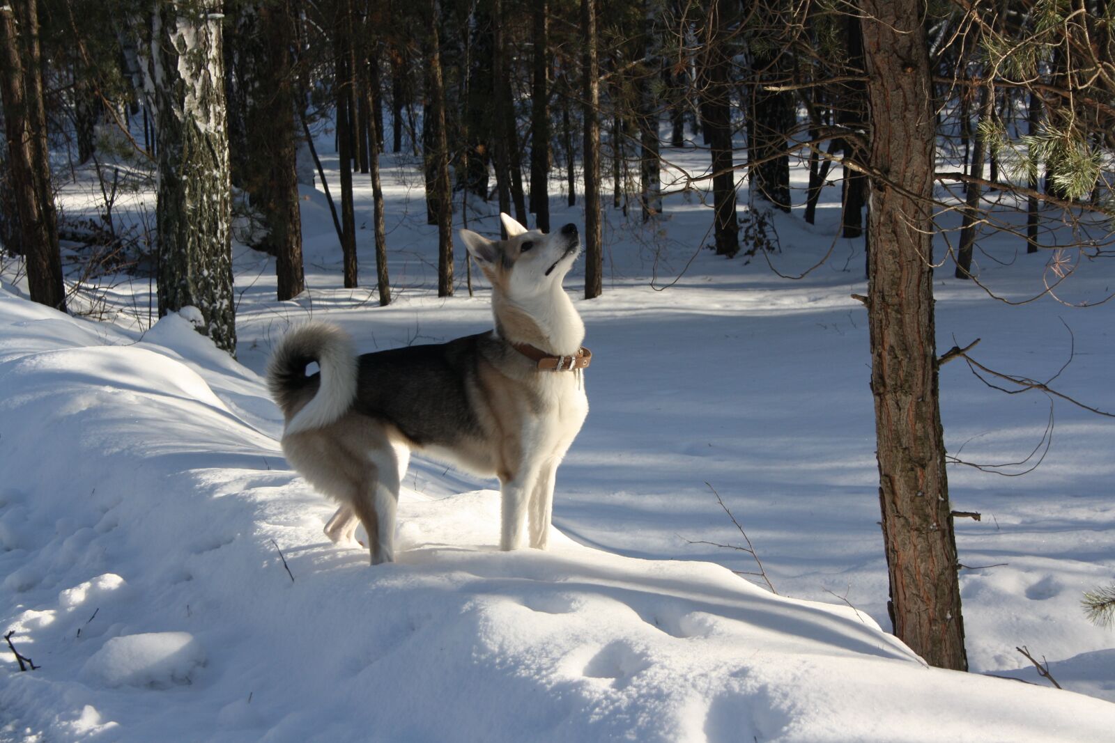 Canon EOS 1000D (EOS Digital Rebel XS / EOS Kiss F) sample photo. Laika, dog, animals photography