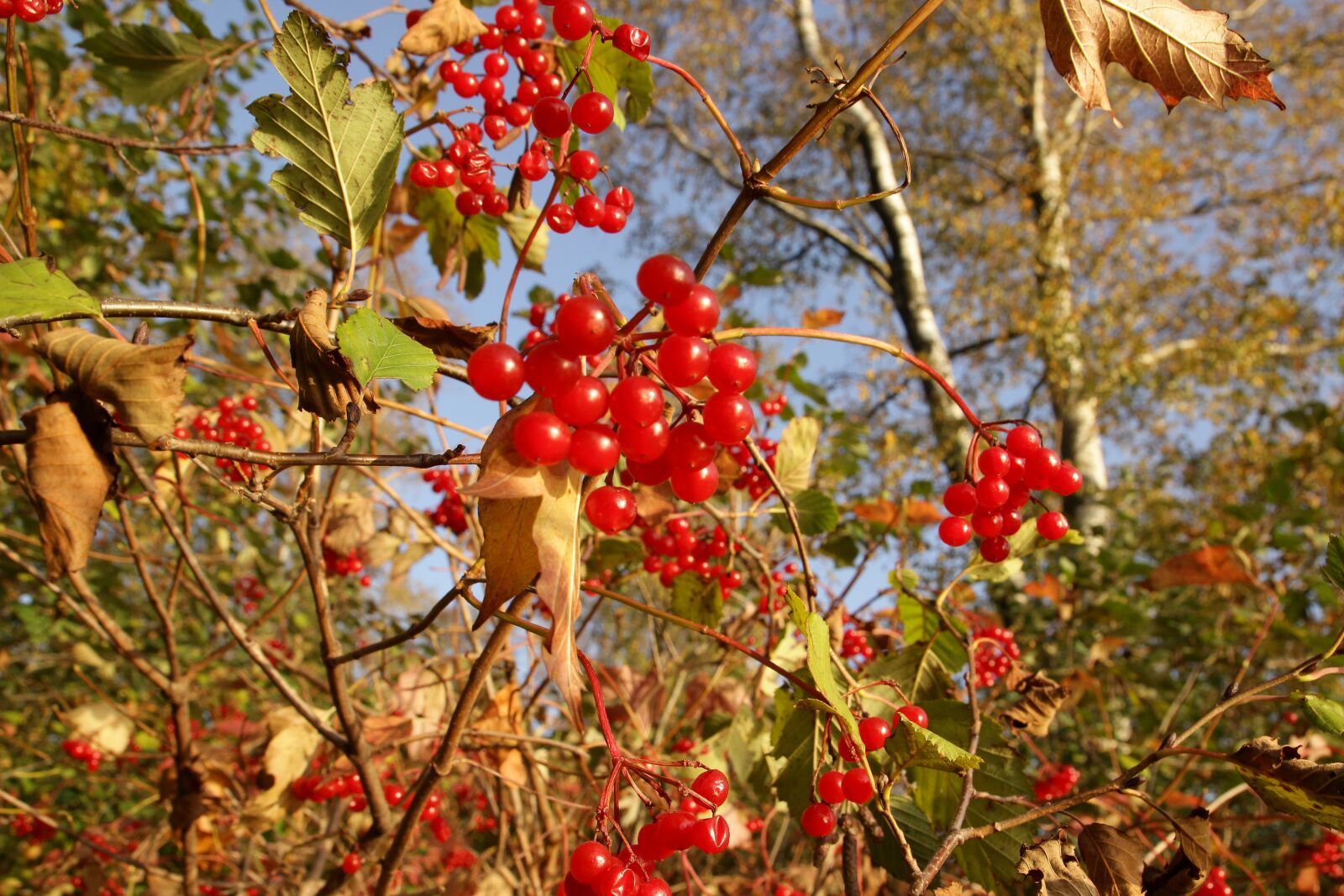 Canon EOS 600D (Rebel EOS T3i / EOS Kiss X5) sample photo. "Viburnum, red berries, bush" photography