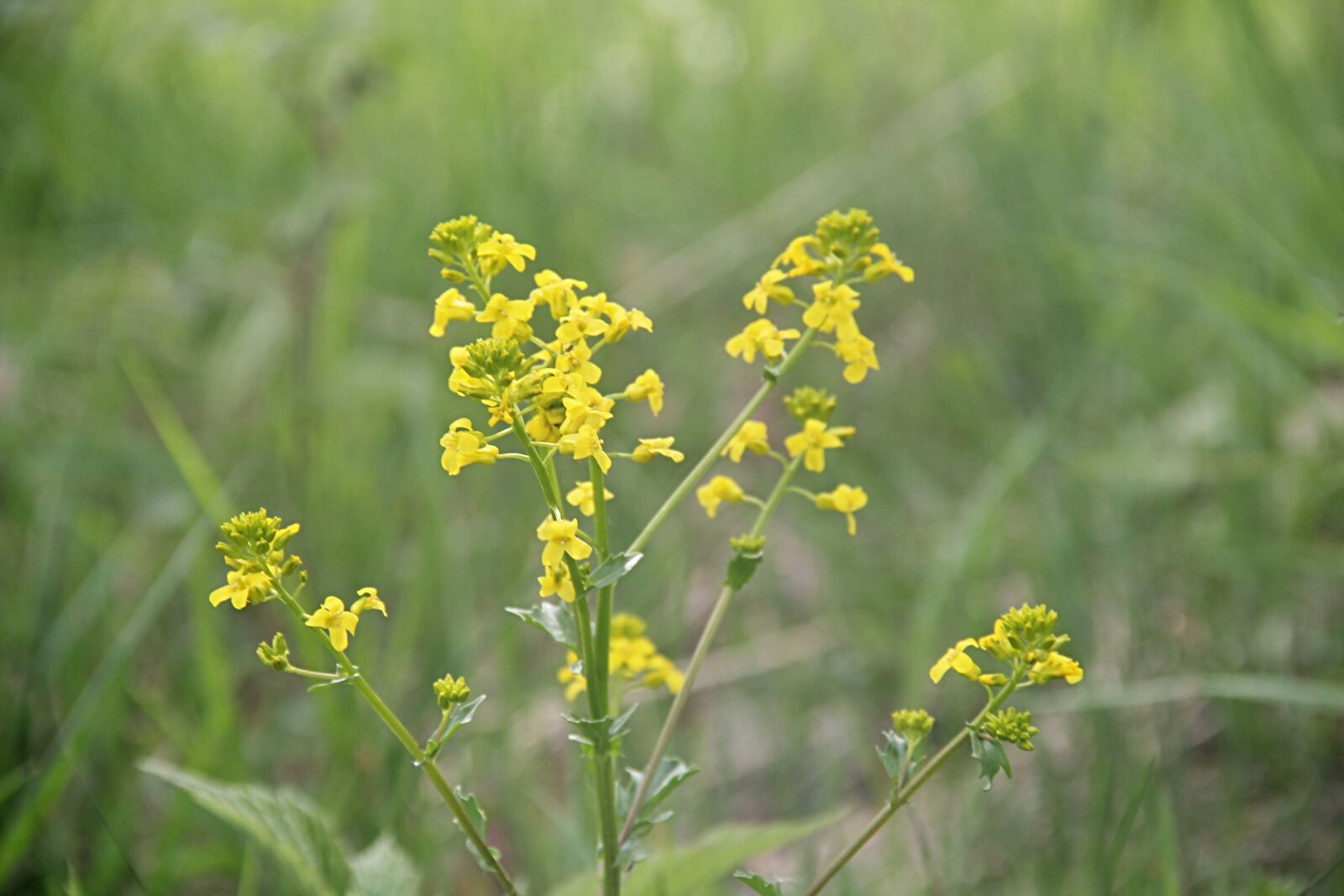 Canon EOS 550D (EOS Rebel T2i / EOS Kiss X4) sample photo. Rape, flower, yellow photography