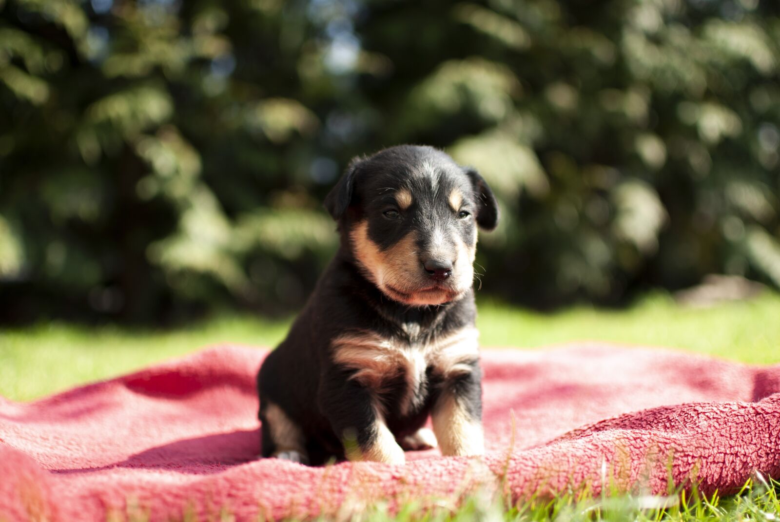 Nikon D60 sample photo. Puppy, dog, small photography