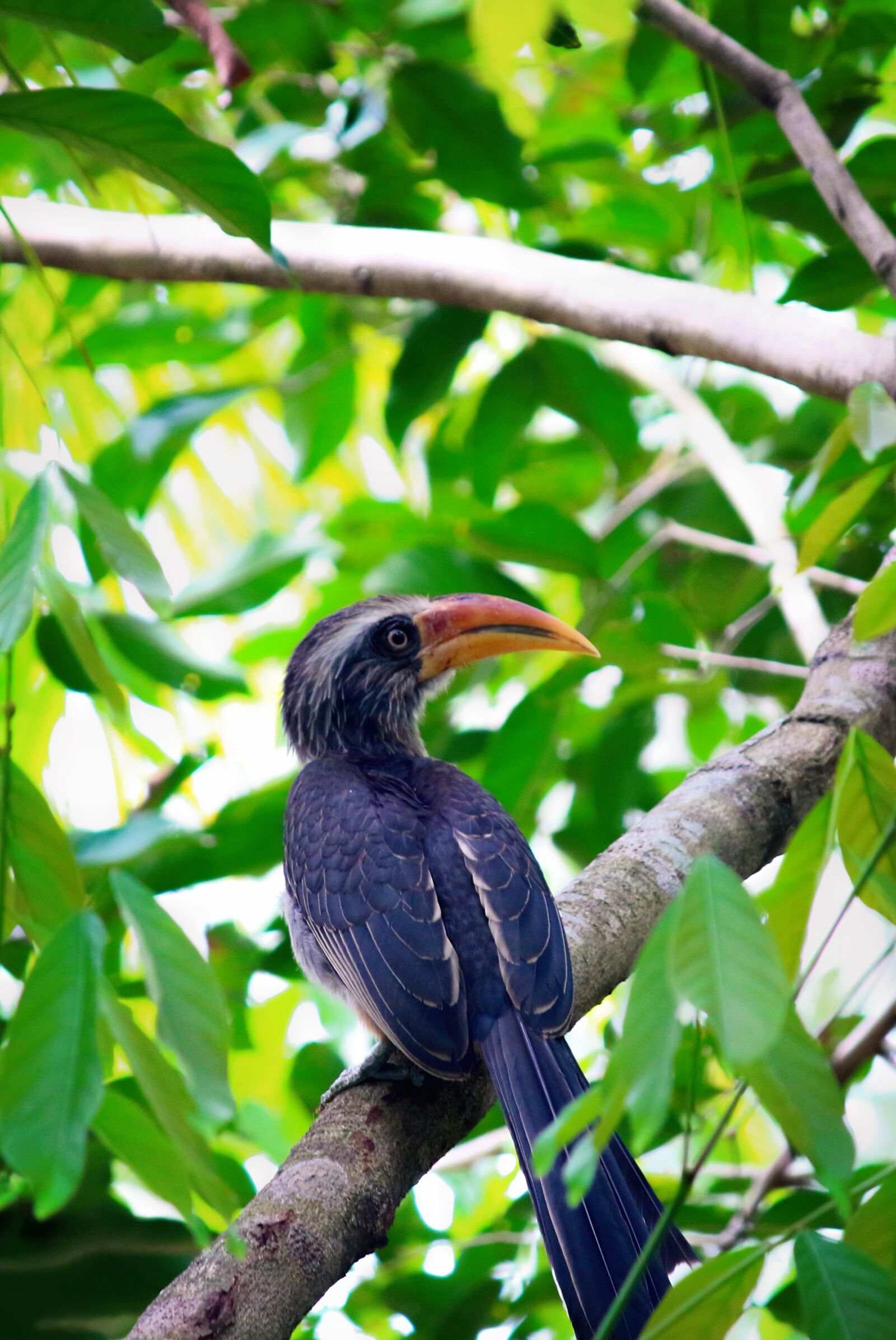 Canon EOS 700D (EOS Rebel T5i / EOS Kiss X7i) sample photo. Hornbill, bird, nature photography