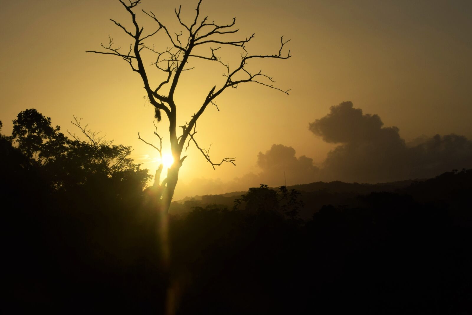 Nikon D3300 sample photo. Sunrise, tree, black photography