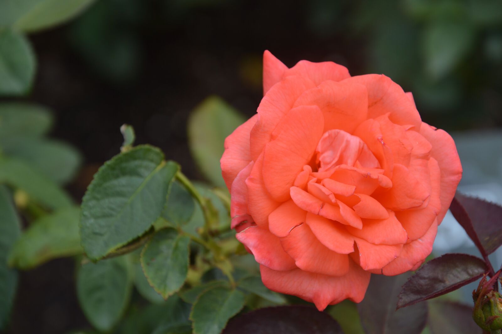 Nikon D3200 sample photo. Coral rose, floral, coral photography