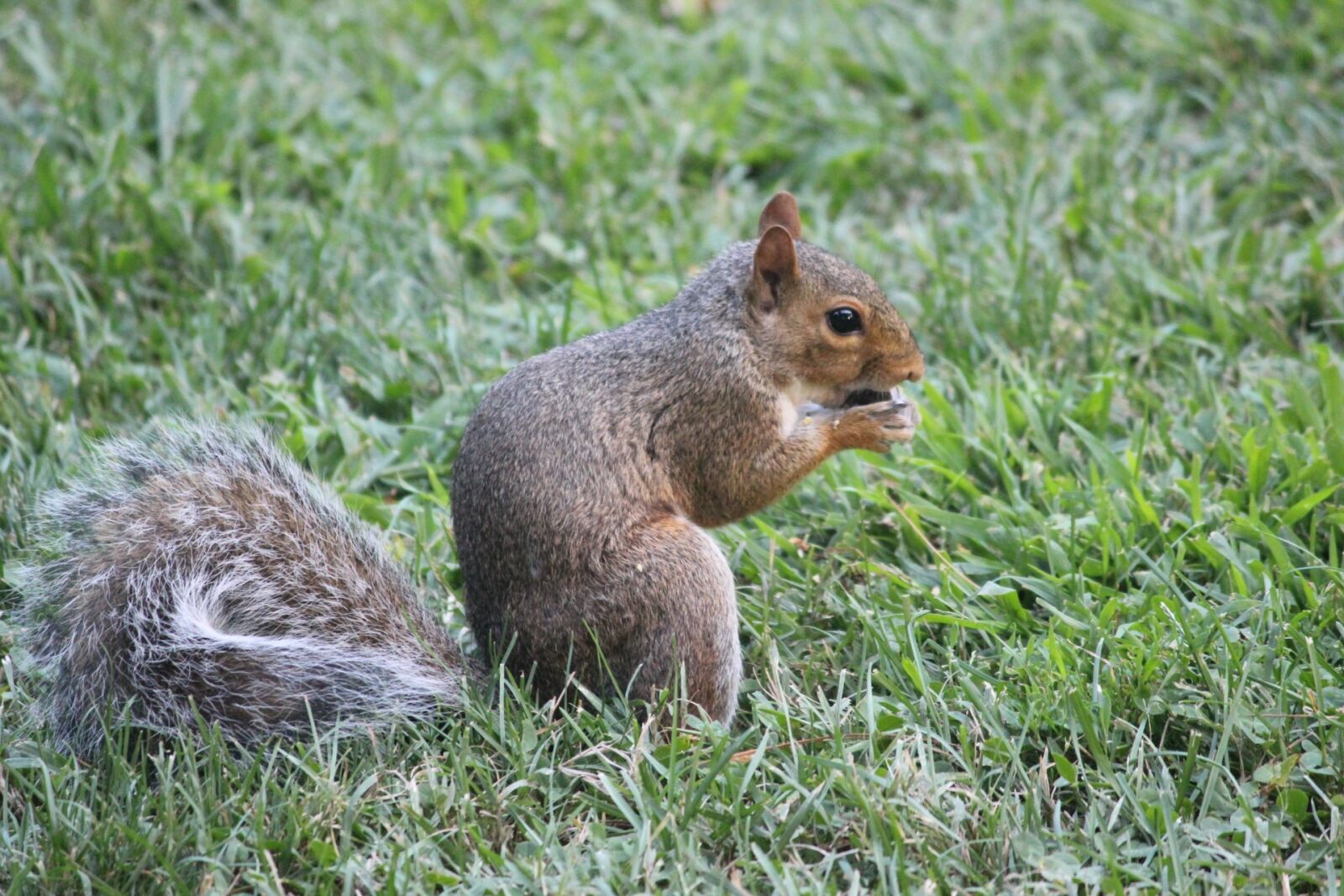 Canon EOS 600D (Rebel EOS T3i / EOS Kiss X5) sample photo. Squirrel, animal, nature photography