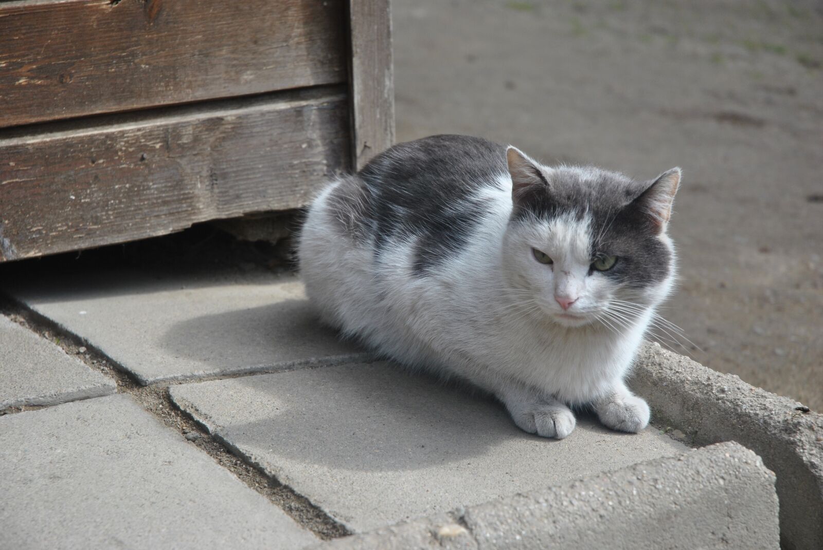 Nikon D3000 sample photo. Cat, animals, animal photography