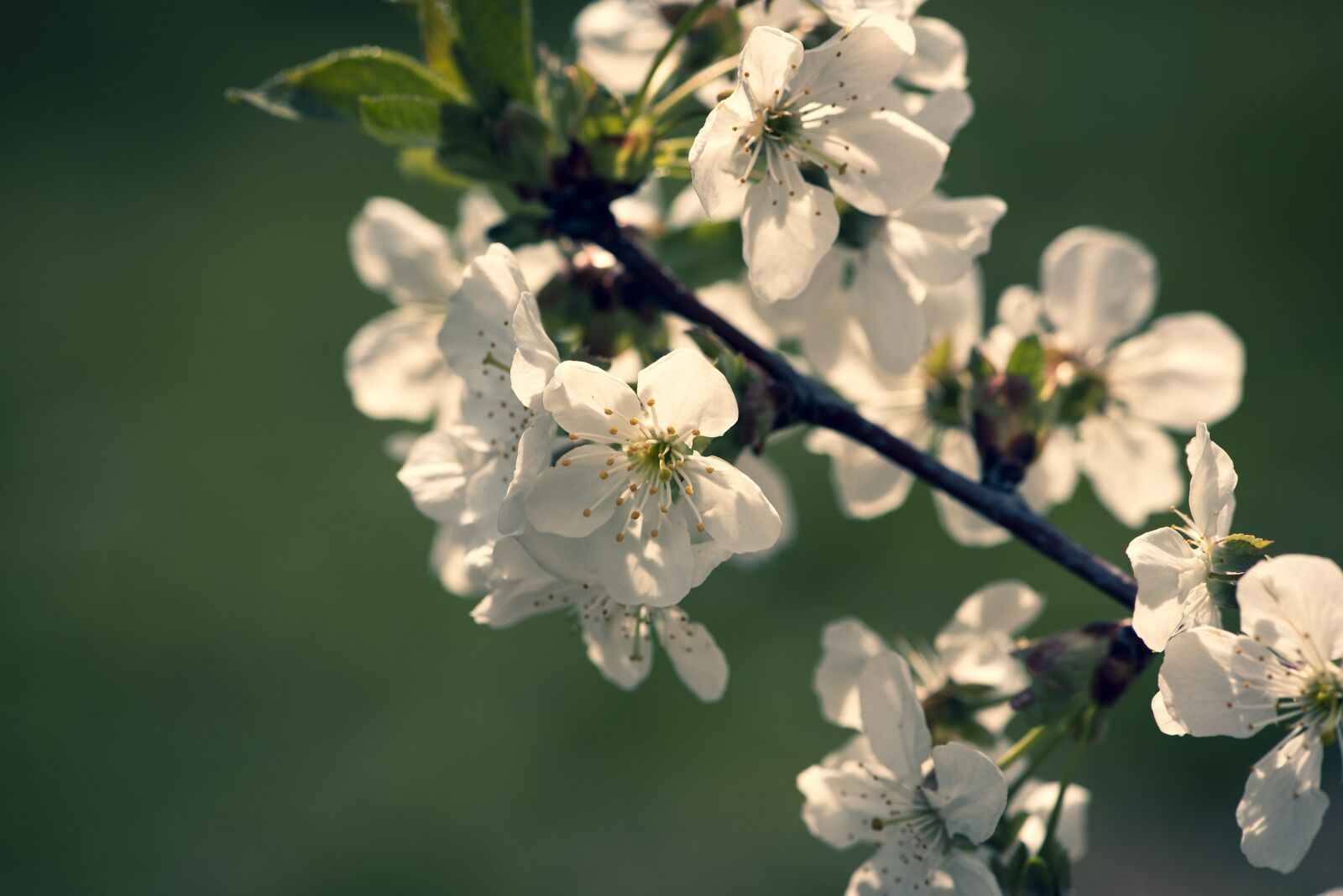 Nikon D750 sample photo. Flowers, white, branch photography