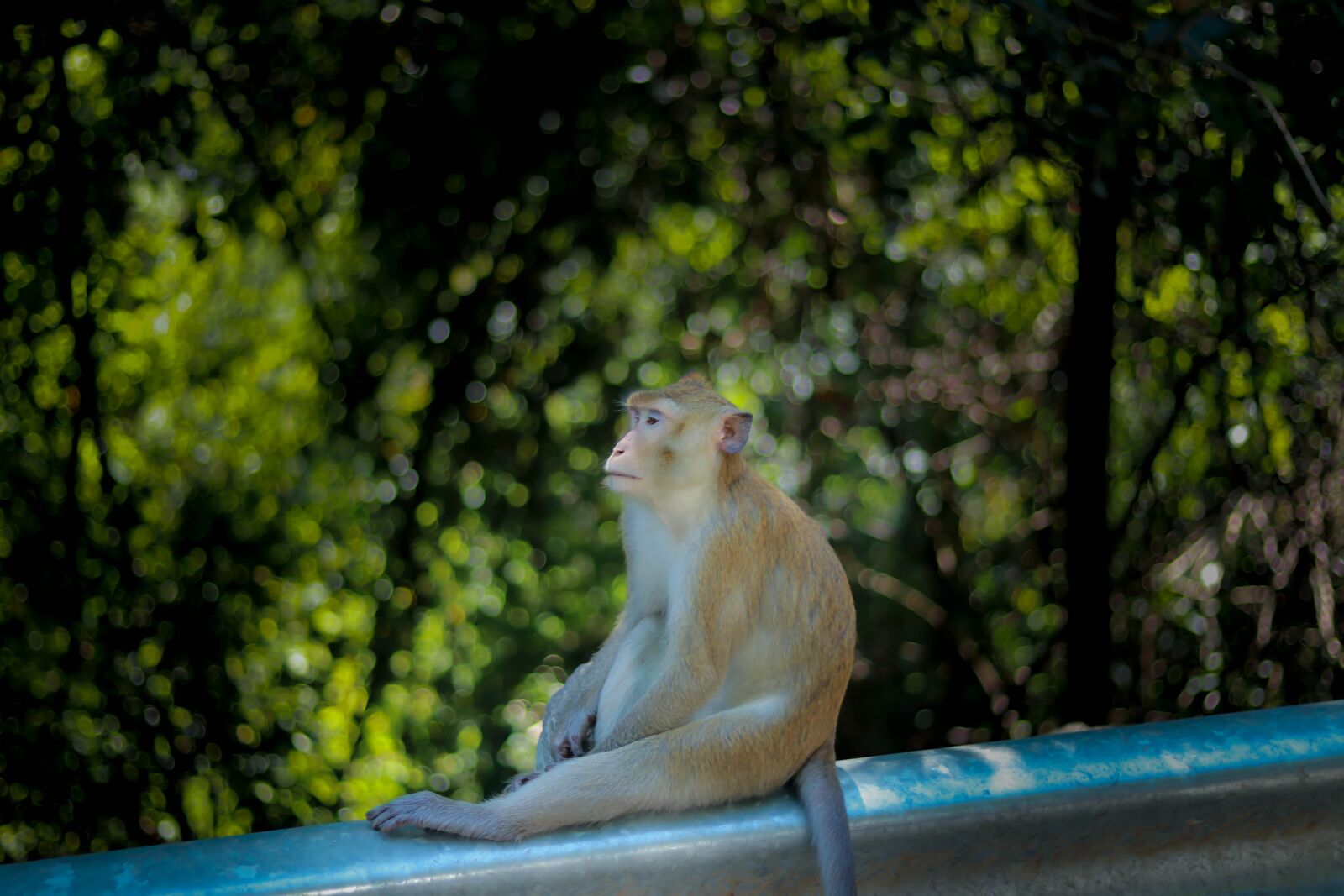 Canon EF 50mm F1.8 STM sample photo. Animal, zoo, ling photography