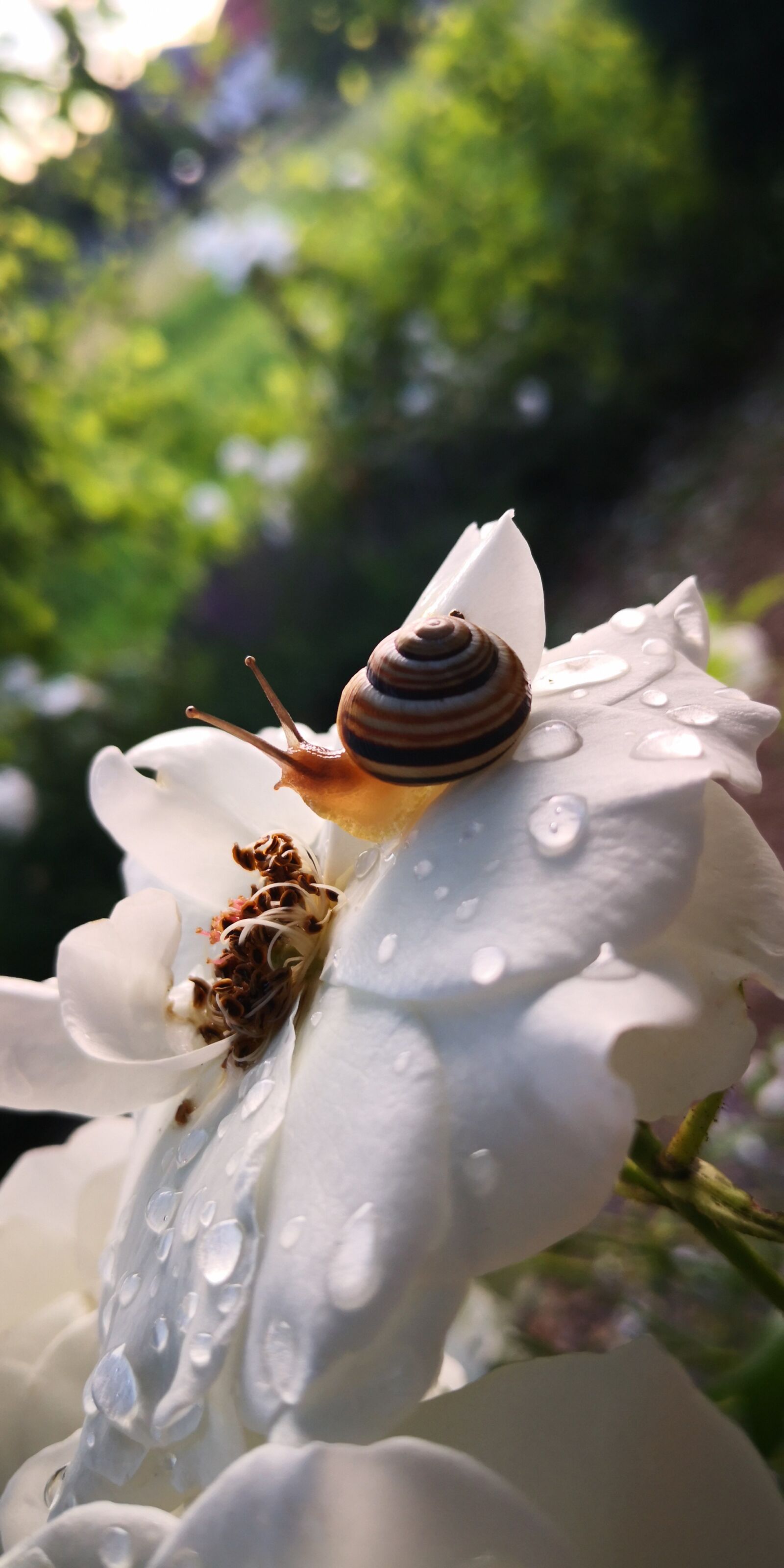 HUAWEI Mate 10 Pro sample photo. Snail, rose, garden photography