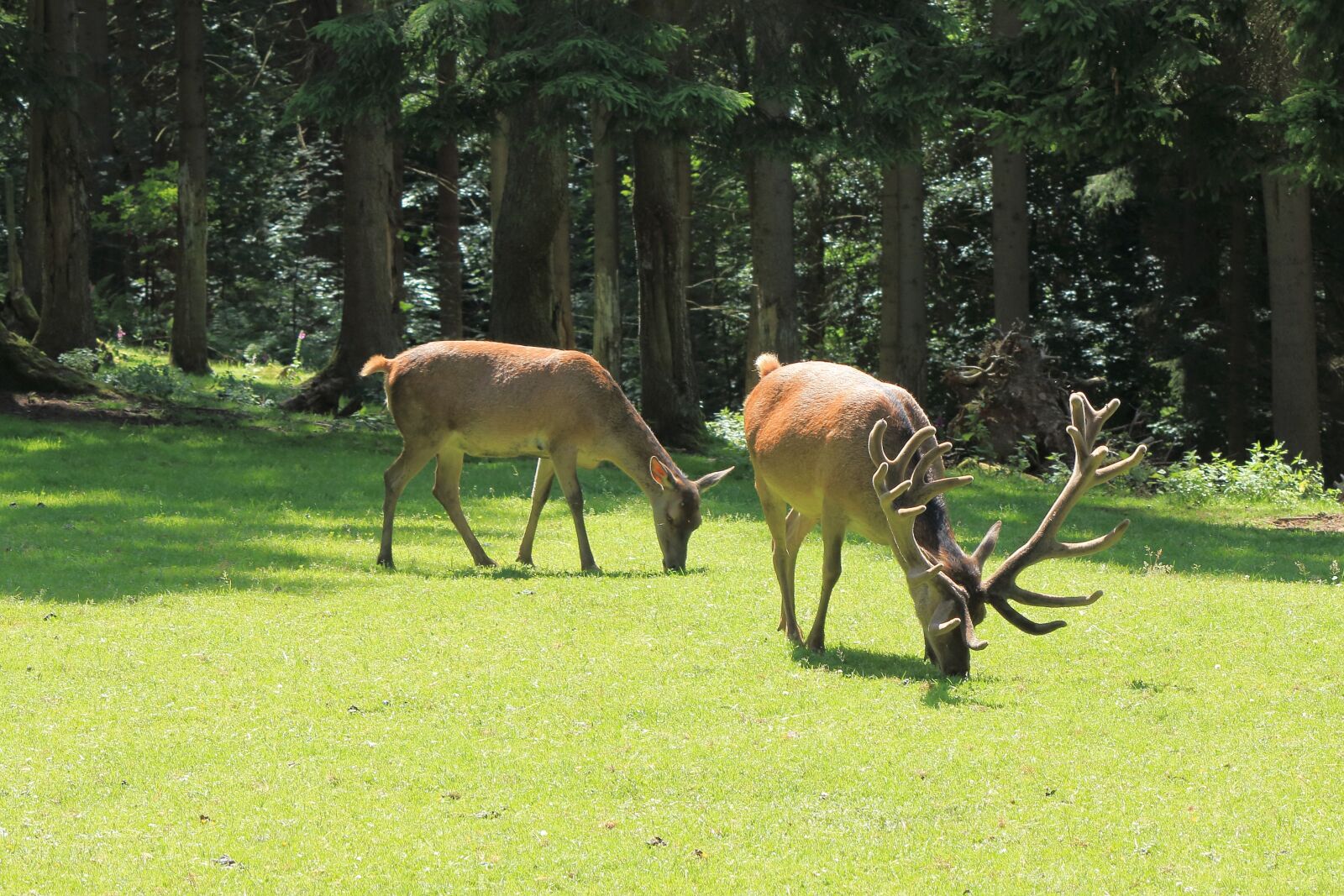 Canon EOS 700D (EOS Rebel T5i / EOS Kiss X7i) sample photo. Deer, hirsch, wild photography