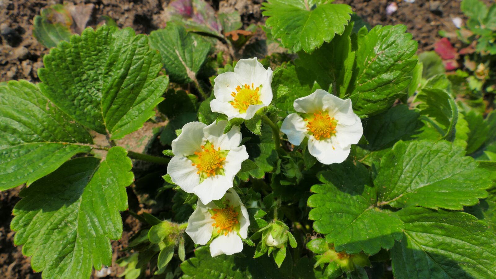 Panasonic Lumix DMC-FZ1000 sample photo. Strawberries, flowers, spring photography