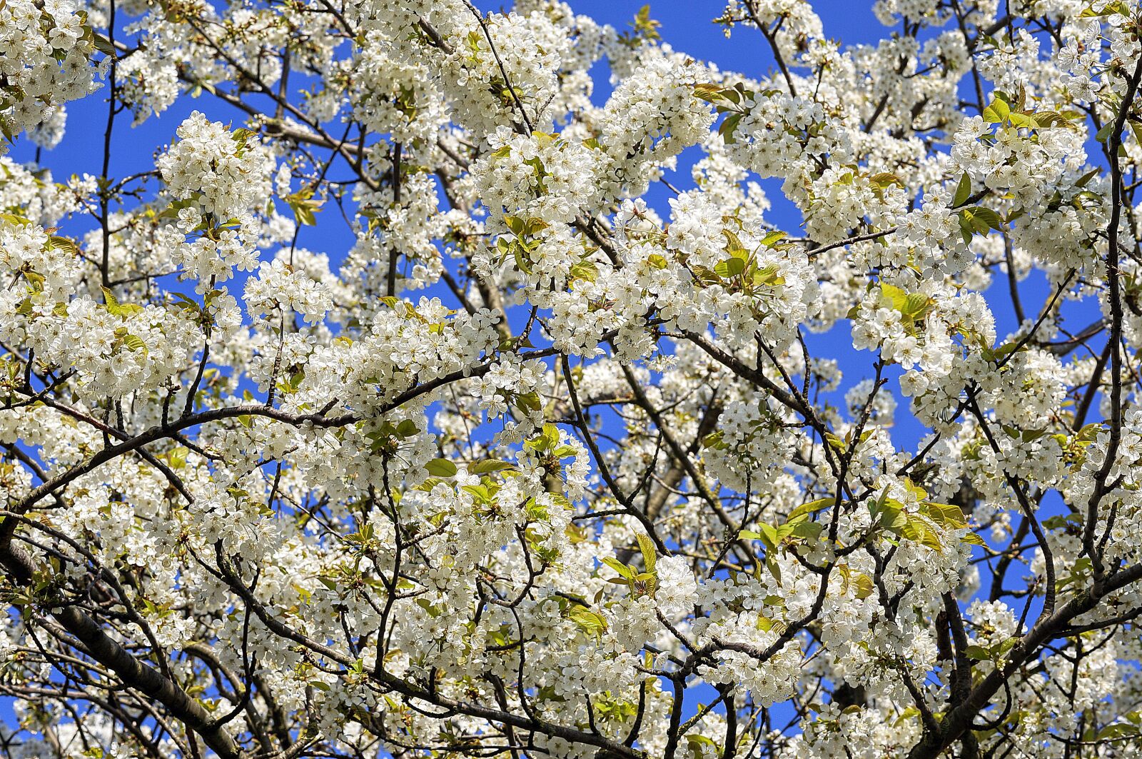 Sony Alpha NEX-6 sample photo. Cherry, blossoms, tree photography