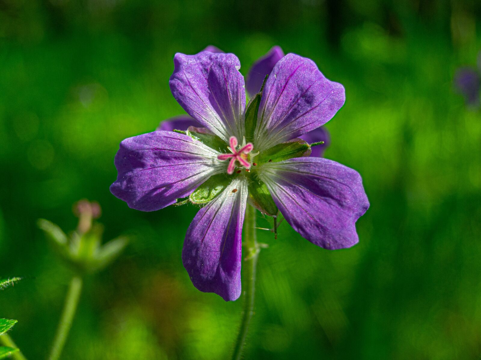 Nikon Coolpix P340 sample photo. Flower, purple, nature photography