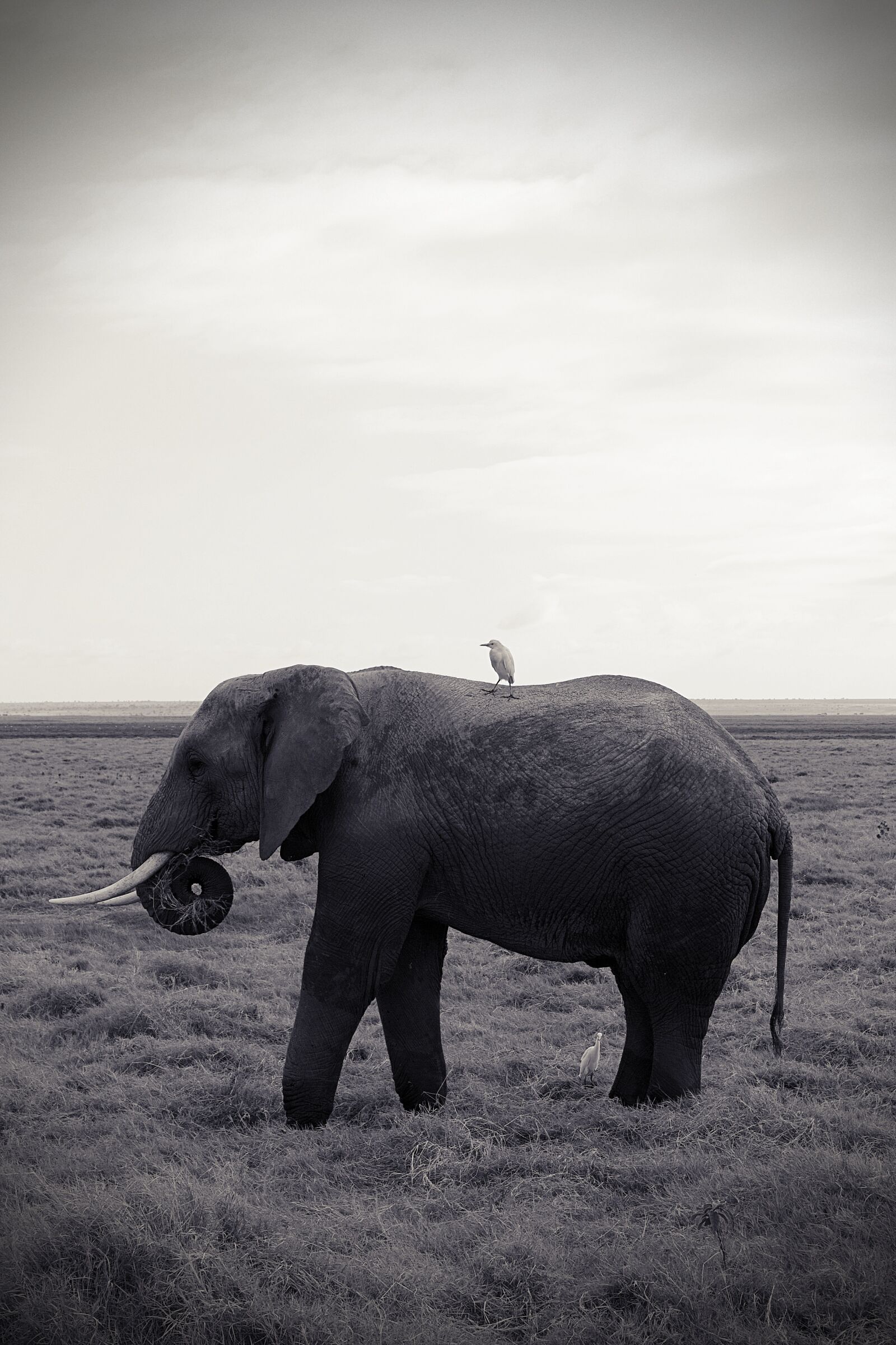 Canon EOS 600D (Rebel EOS T3i / EOS Kiss X5) sample photo. Africa, kenya, tsavo photography