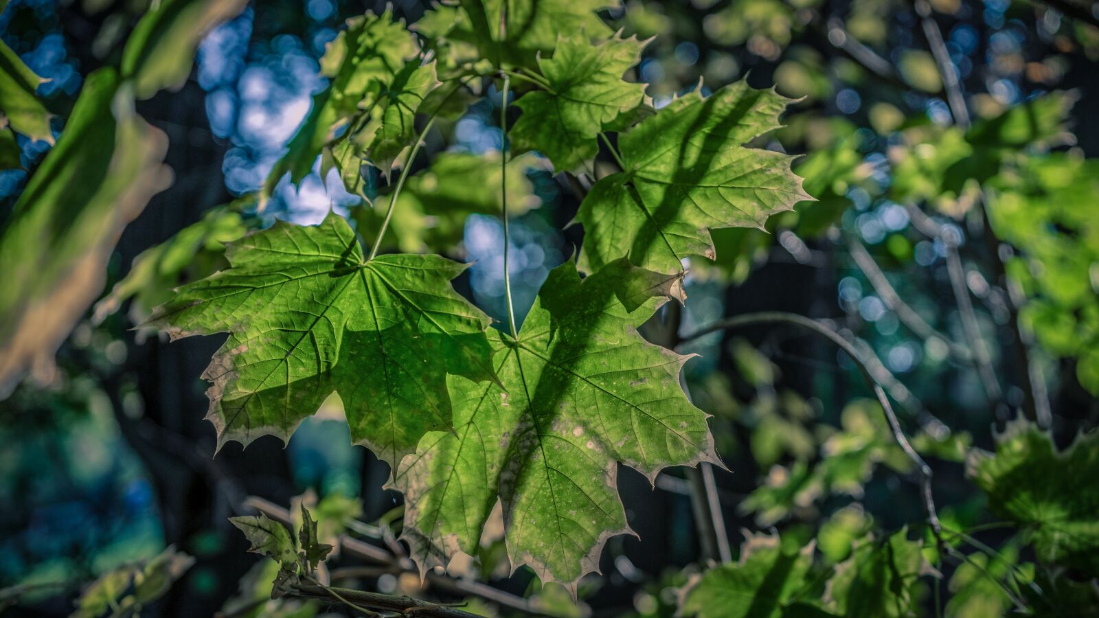 Sony a7 II + Sony FE 28-70mm F3.5-5.6 OSS sample photo. Autumn, leaves, forest photography