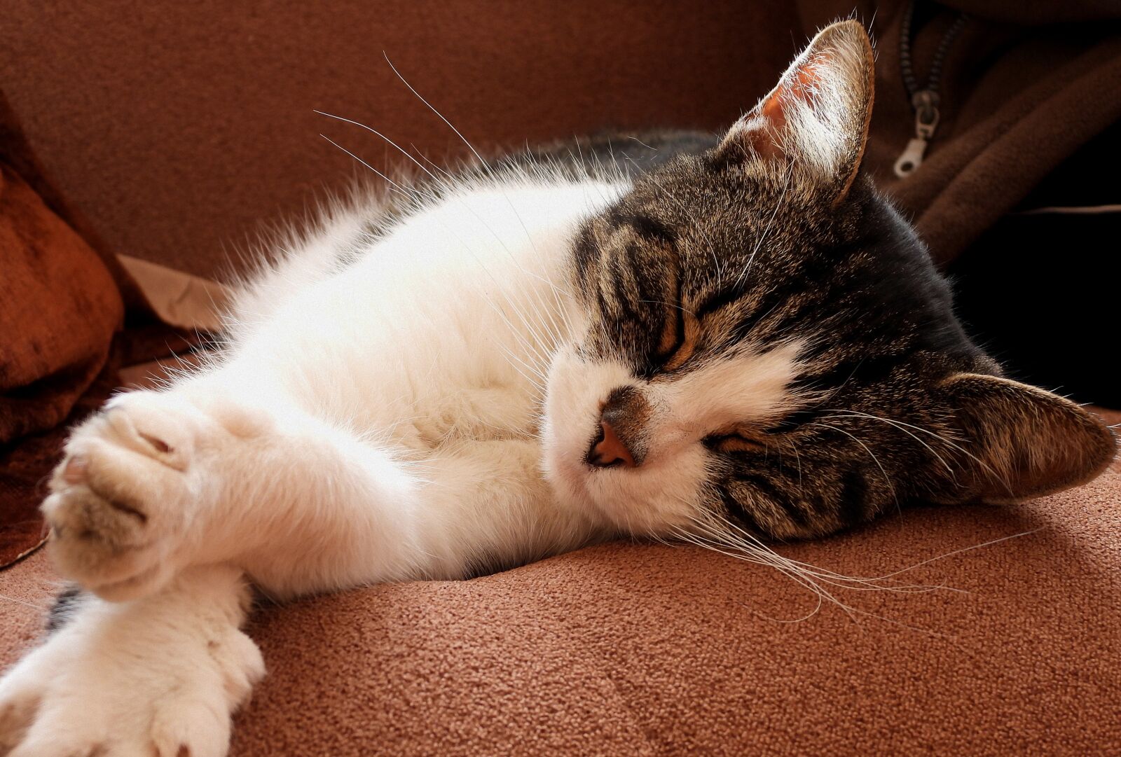 Nikon Coolpix P1000 sample photo. Cat, dachowiec, animal photography