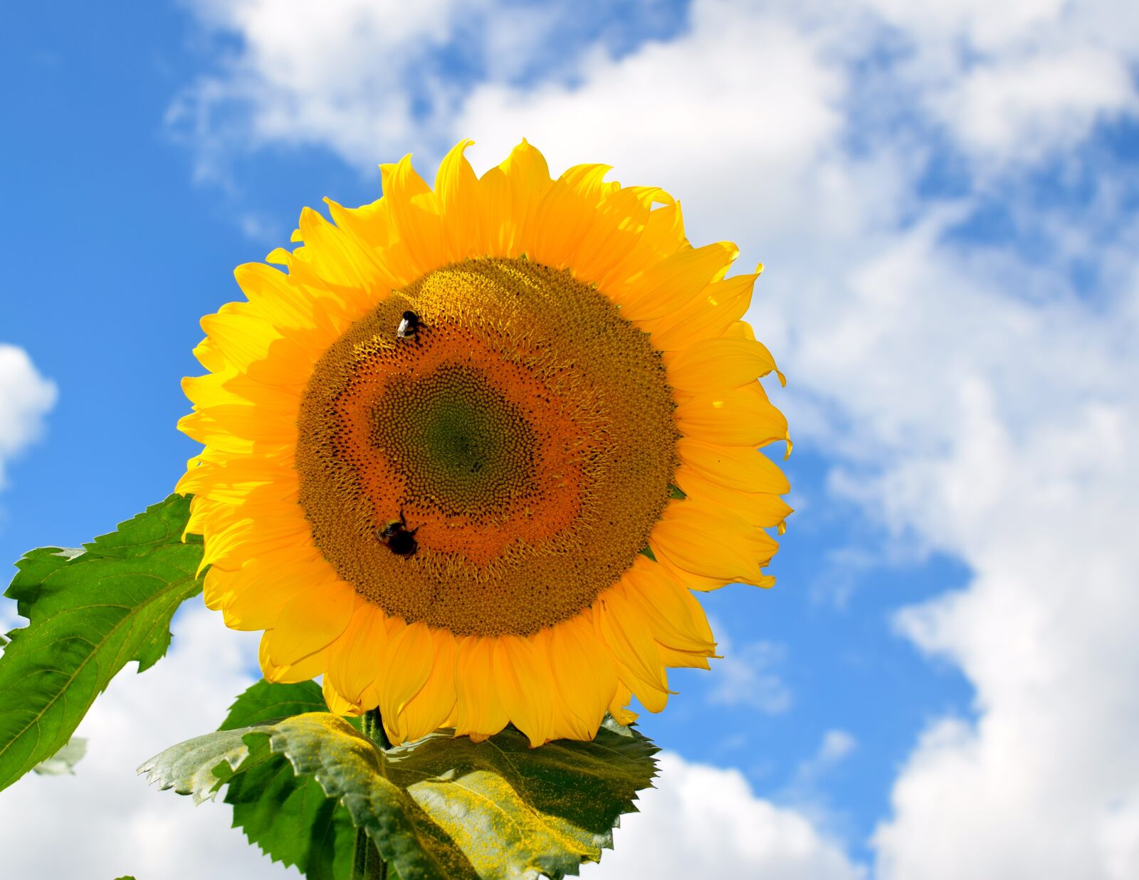 Nikon D5300 sample photo. Sunflower, sky, blue photography