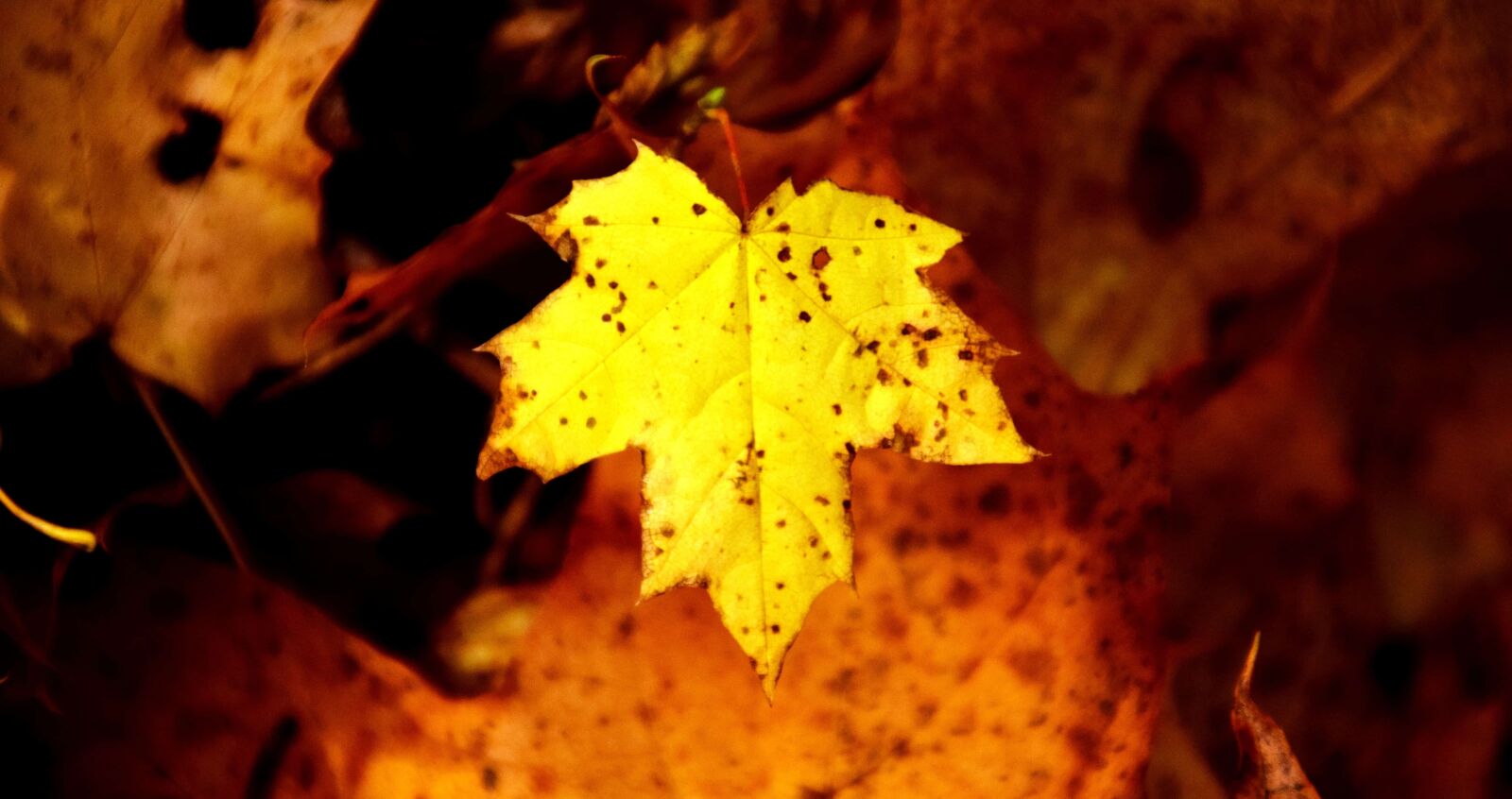 Nikon D3300 sample photo. Dry leaf, autumn, foliage photography