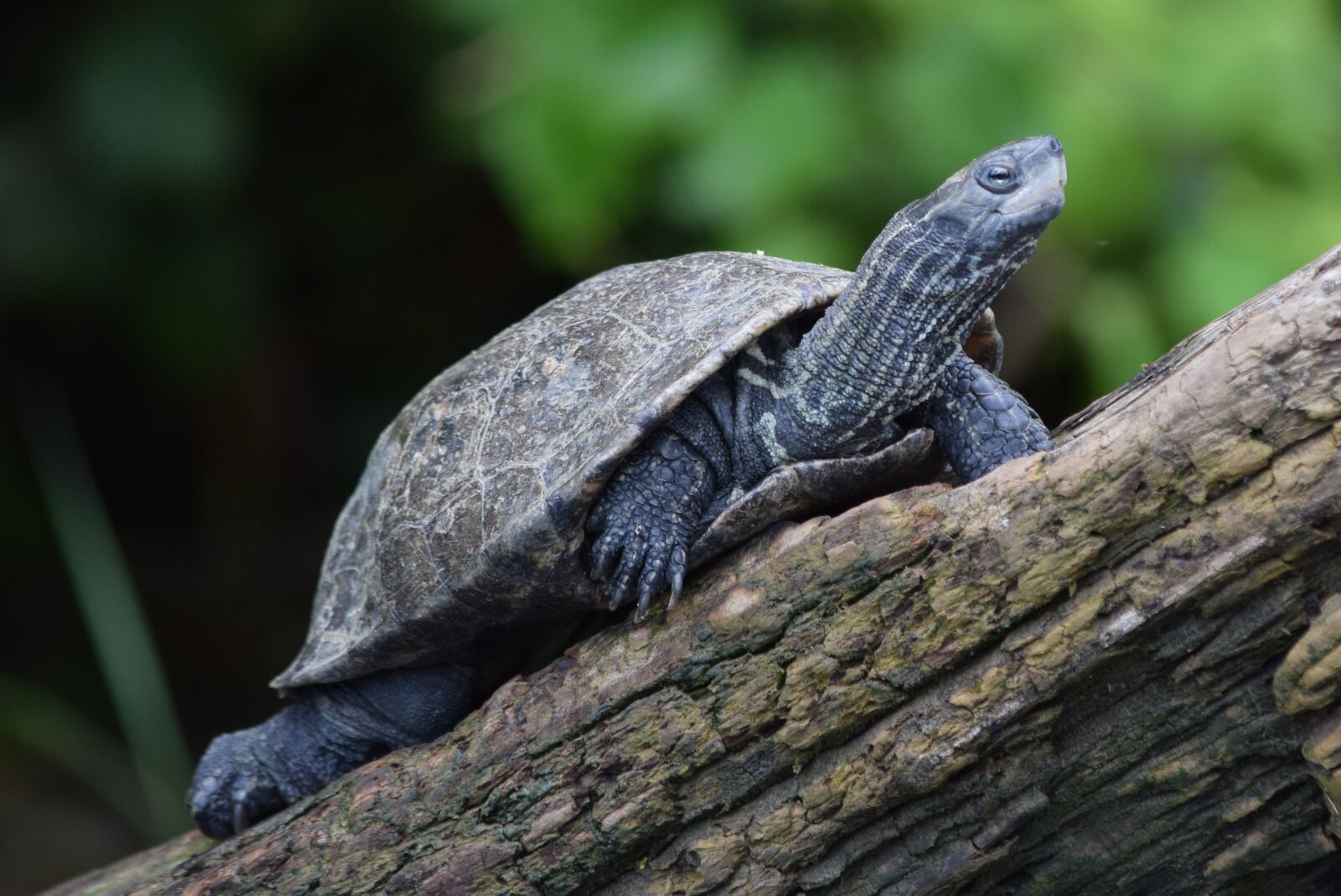 Nikon D5300 sample photo. Turtle, nature, animal photography