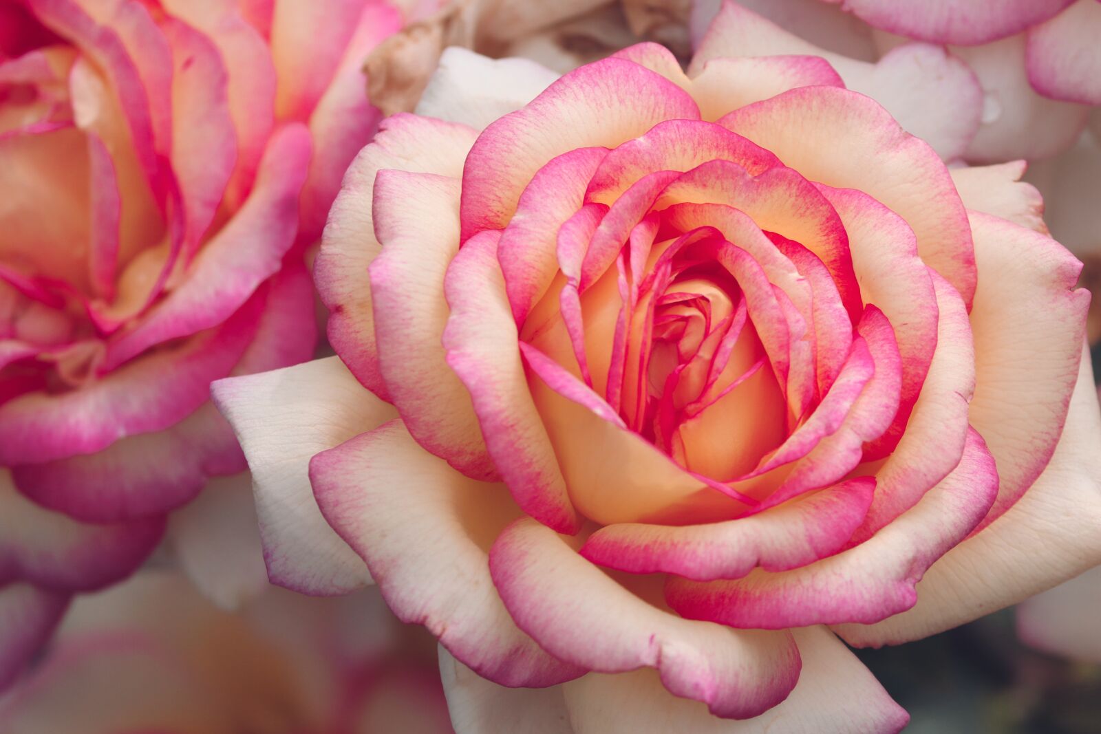 Canon EOS 200D (EOS Rebel SL2 / EOS Kiss X9) sample photo. Rose, pink, yellow photography