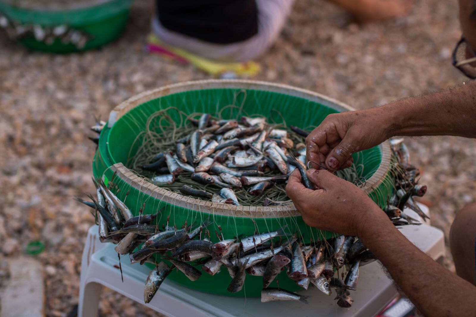 Canon EOS 750D (EOS Rebel T6i / EOS Kiss X8i) sample photo. Fishing, sardine, fish photography