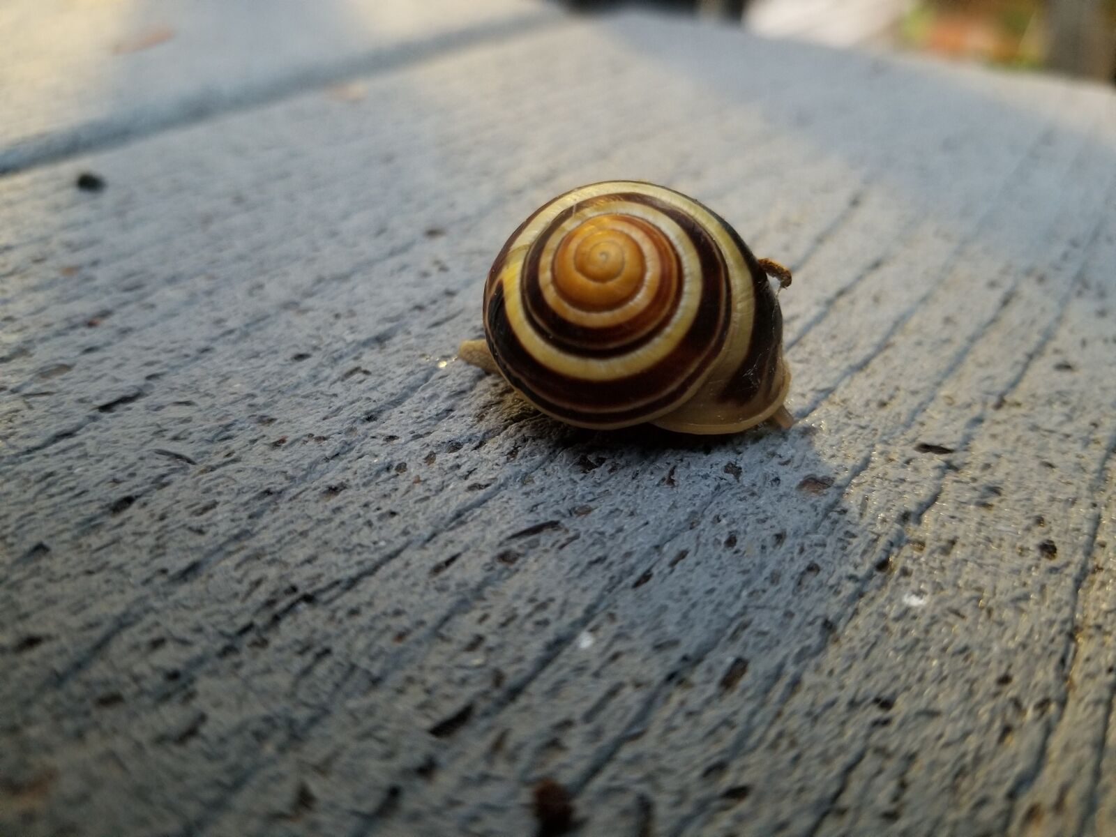 Samsung Galaxy S8 sample photo. Snail, bug, insect photography