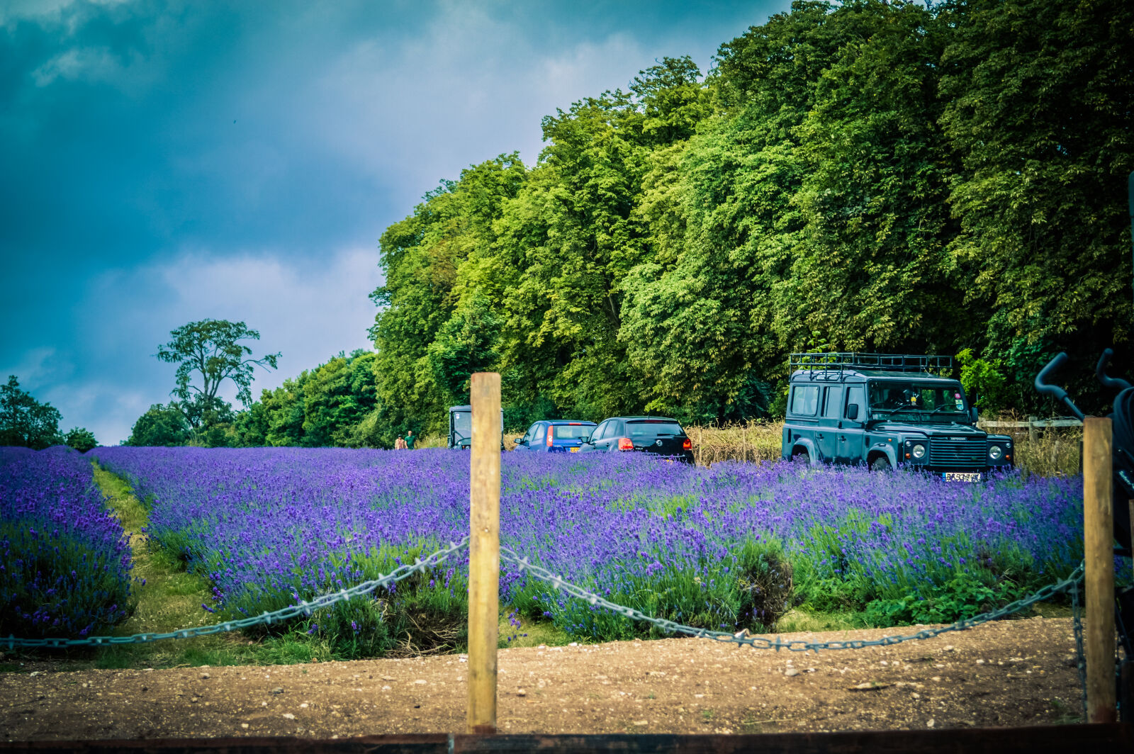 Nikon D3200 sample photo. Beautiful, flowers, dayout, england photography