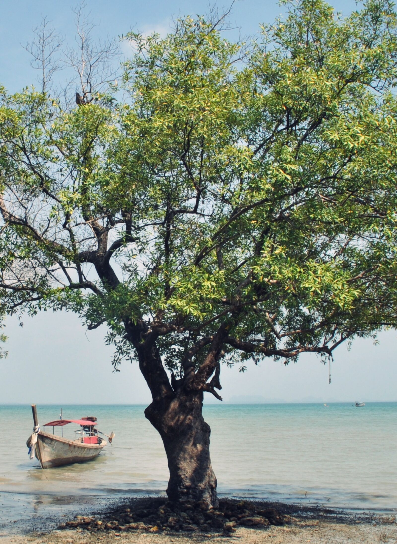 Nikon D5000 sample photo. Mangrove, boat, sea photography