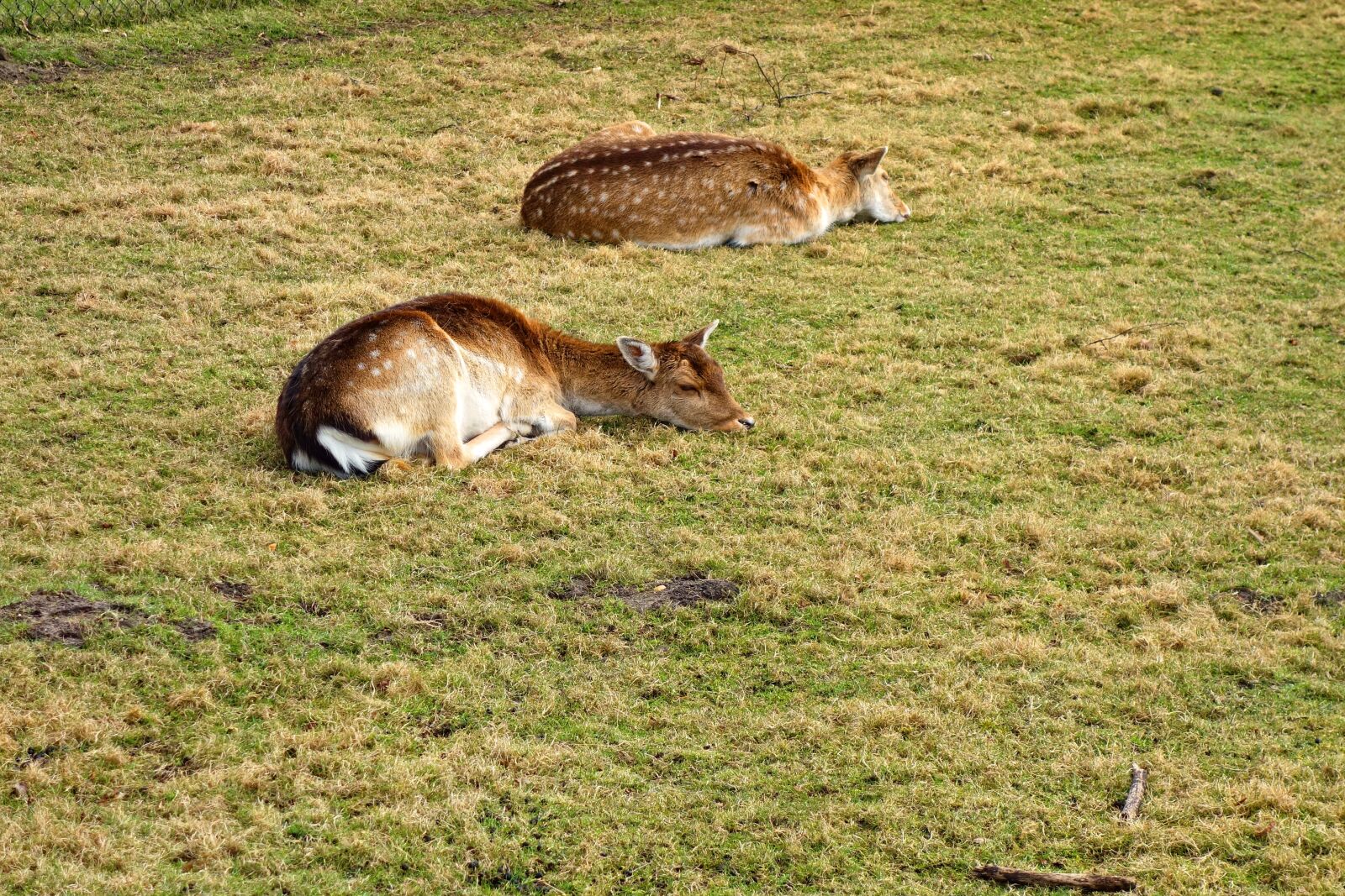 Sony Cyber-shot DSC-RX100 sample photo. Roe deer, fawn, roe photography
