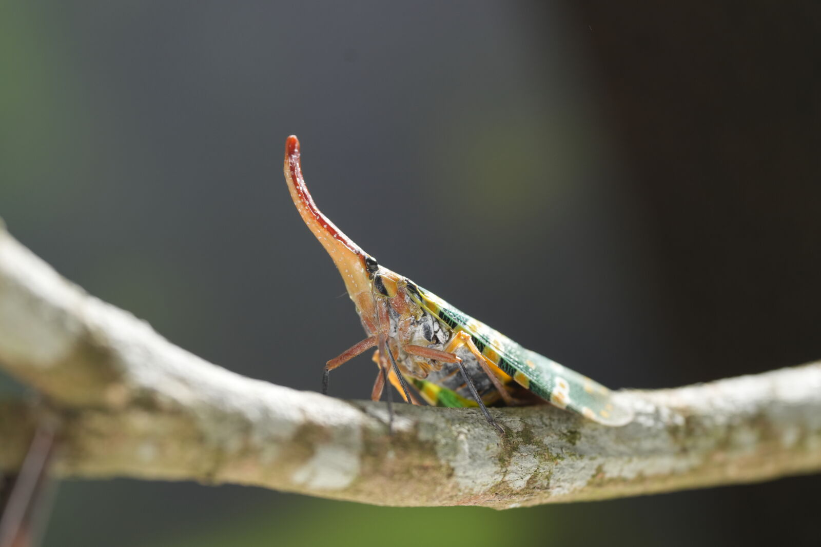 Sony a7R V sample photo