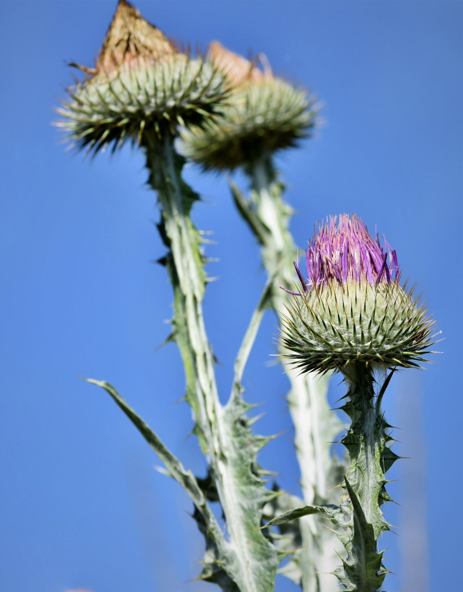 Nikon D7200 sample photo. Thistle, common donkey thistle photography