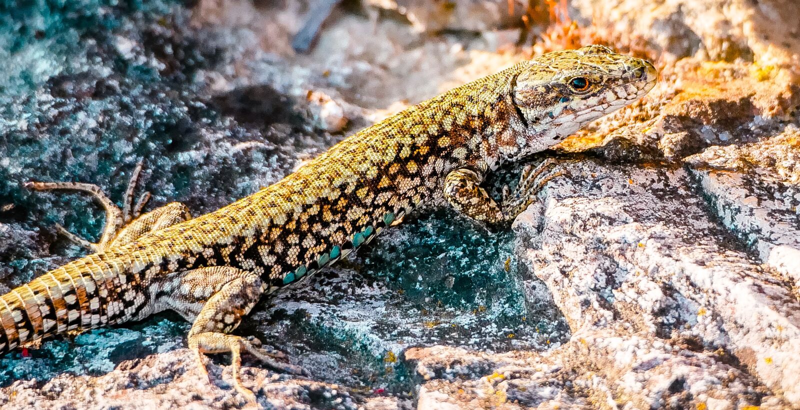 Olympus M.Zuiko ED 75-300mm F4.8-6.7 II sample photo. Lizard, reptile, nature photography